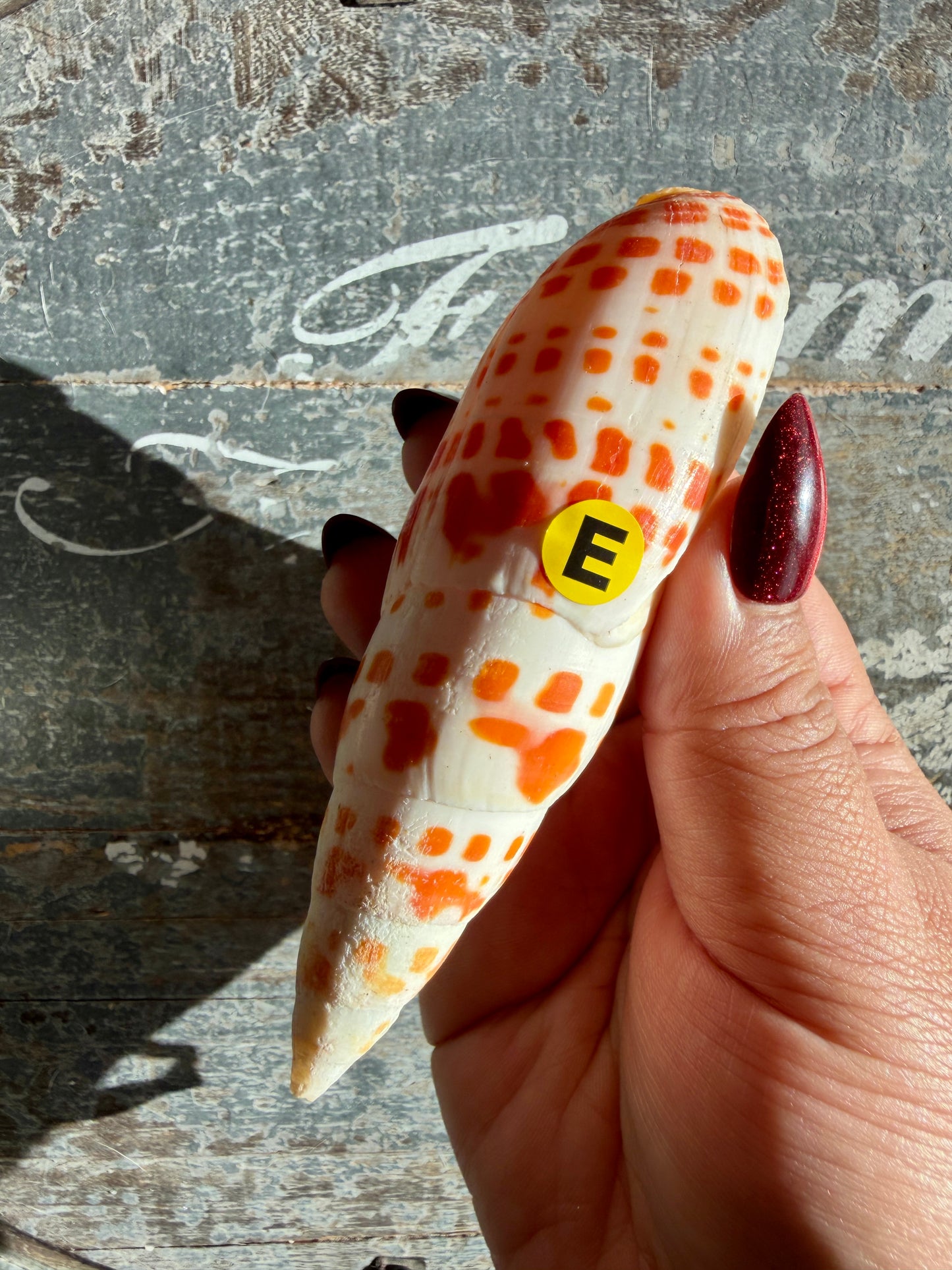 Gorgeous Natural Cone Shell | Opt E