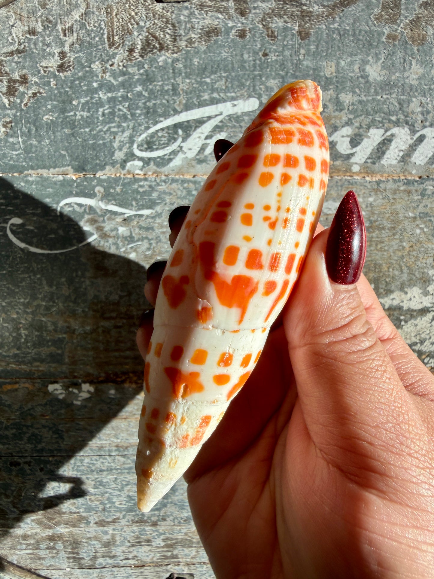 Gorgeous Natural Cone Shell | Opt E