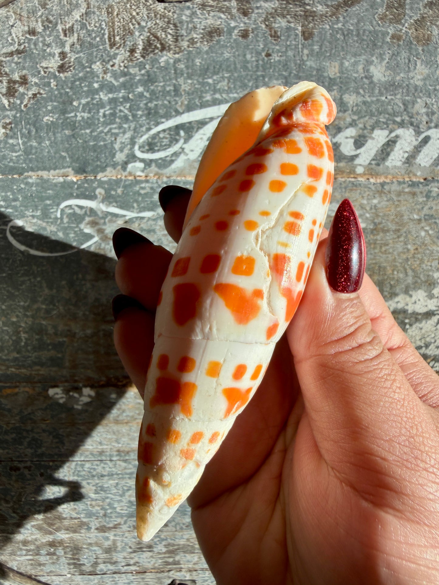 Gorgeous Natural Cone Shell | Opt E