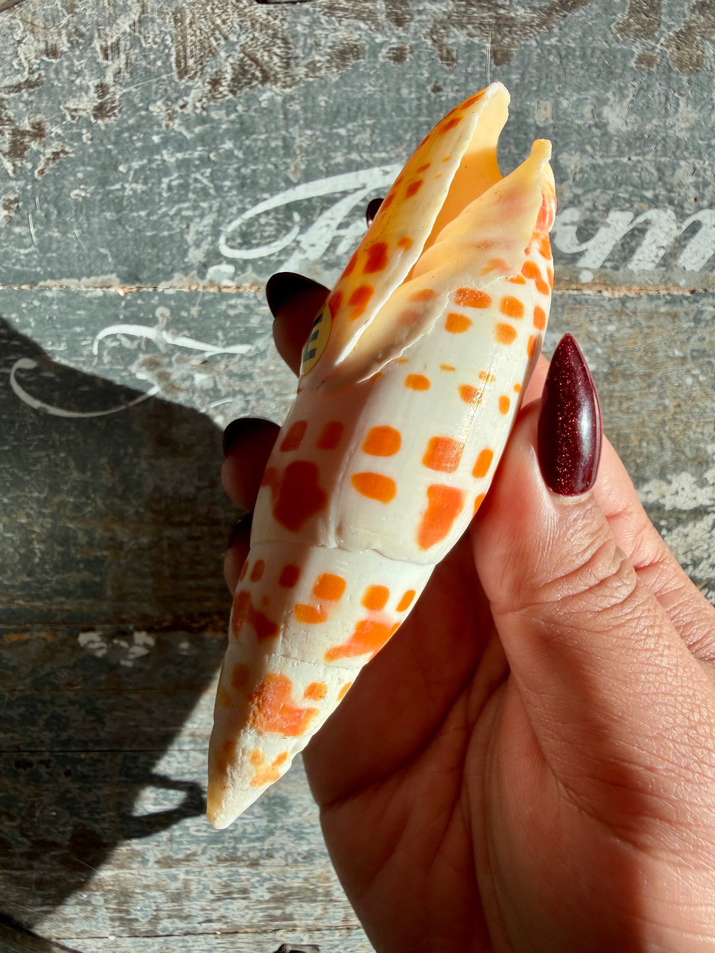 Gorgeous Natural Cone Shell | Opt E