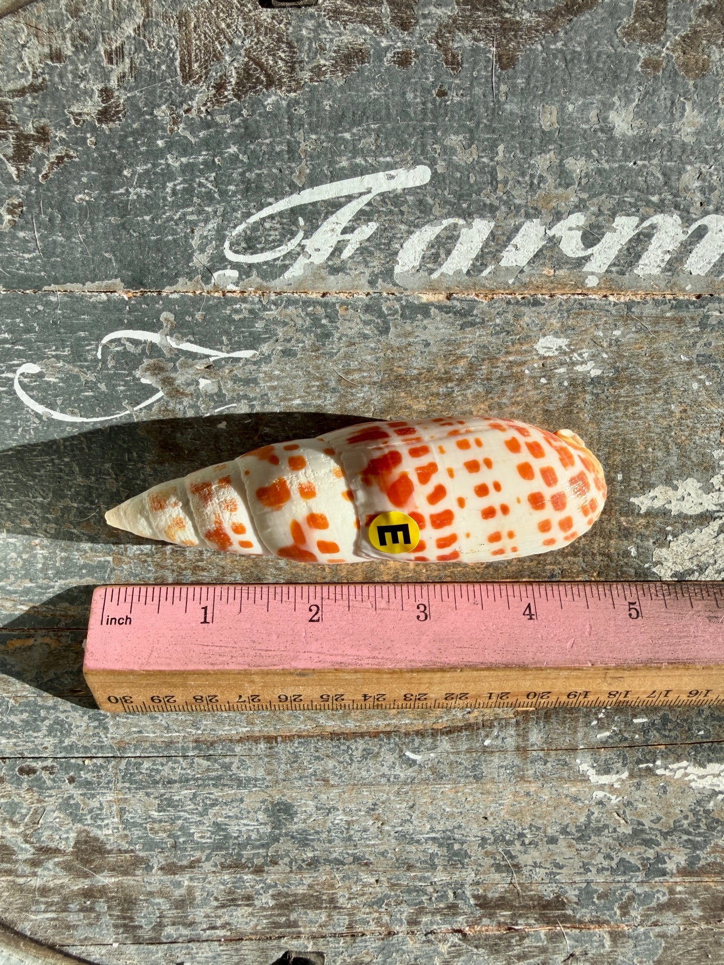 Gorgeous Natural Cone Shell | Opt E