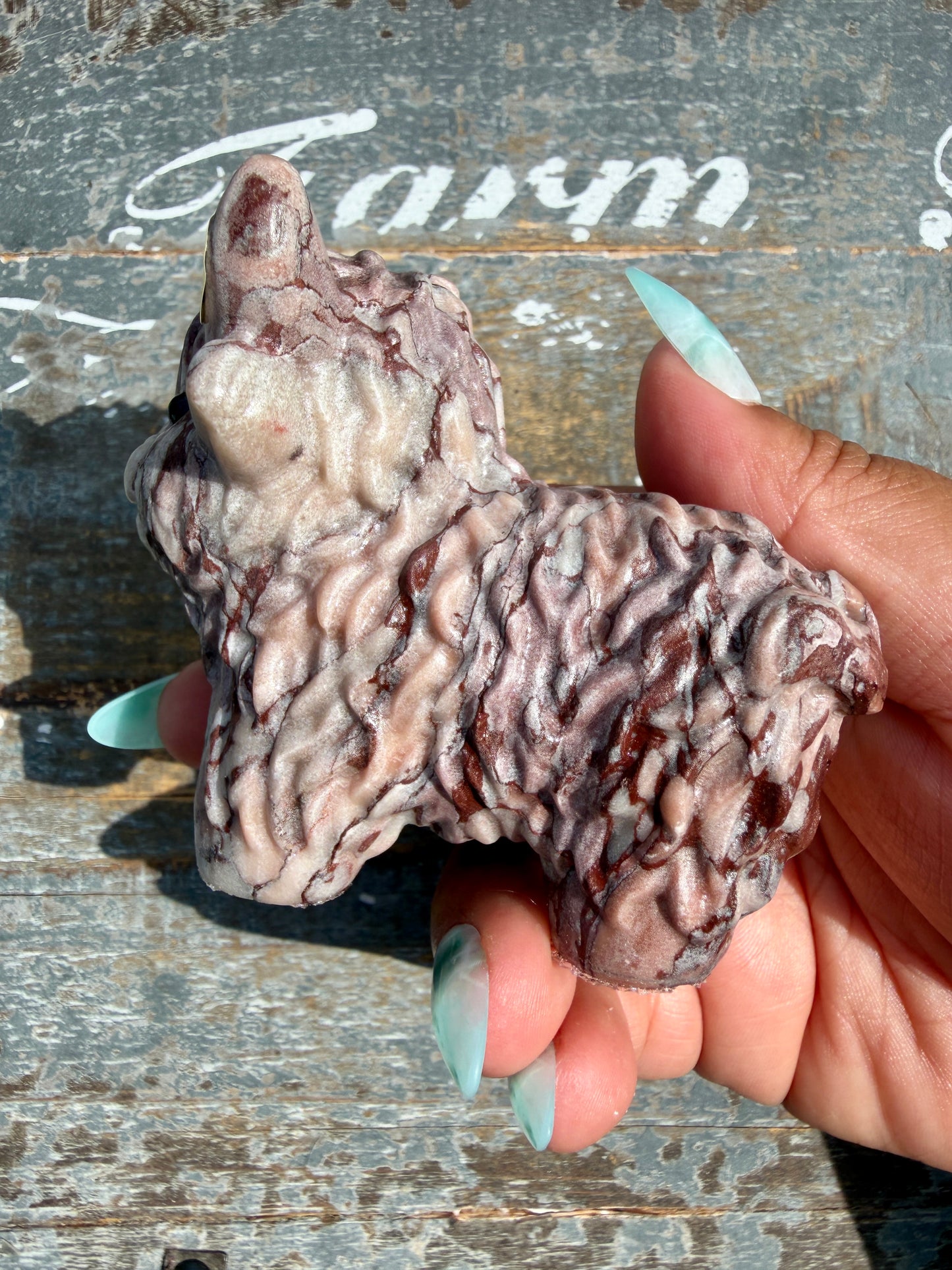 Desert Plain Jasper Highland Cow | Opt Z
