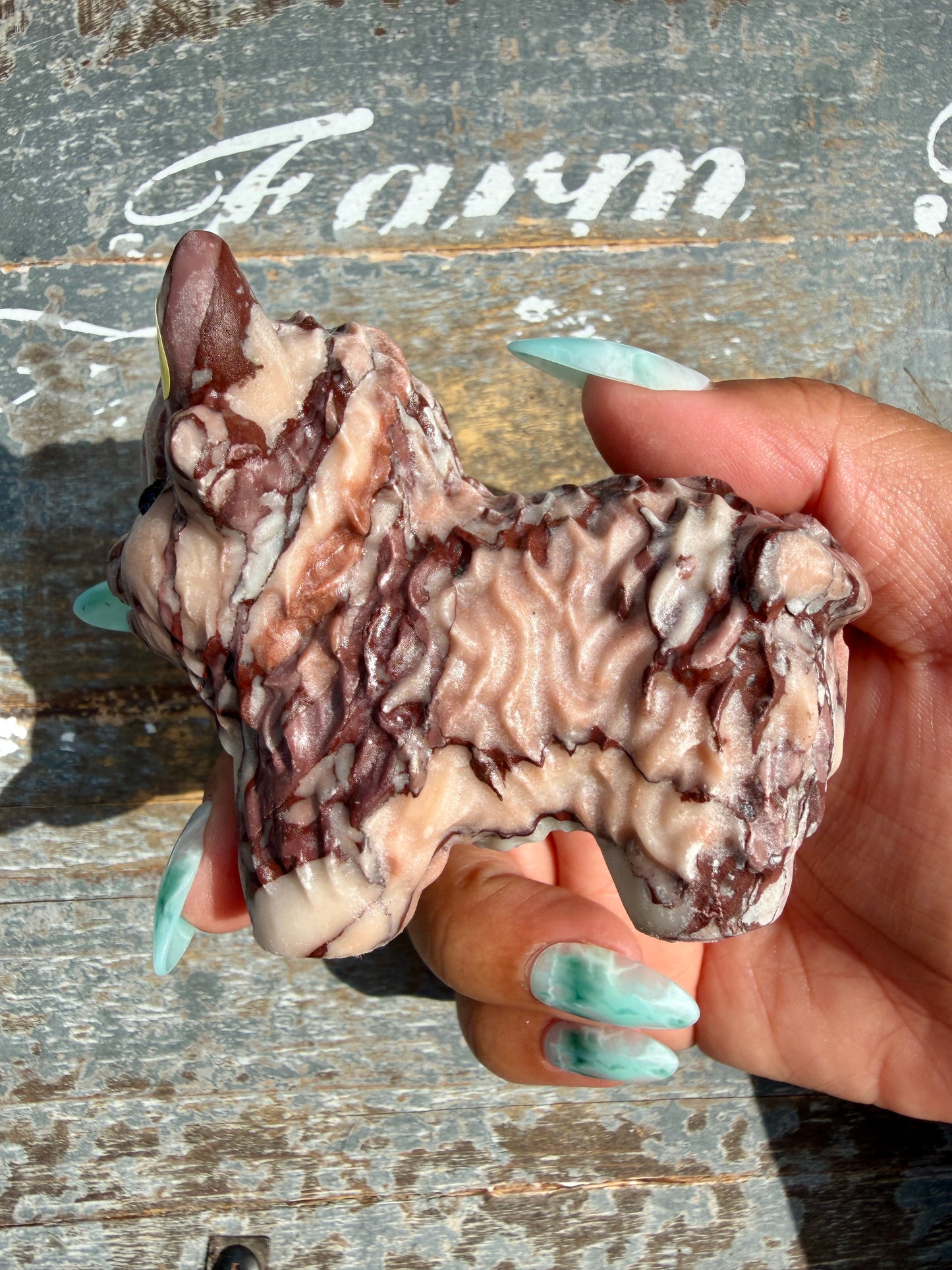 Desert Plain Jasper Highland Cow | Opt X