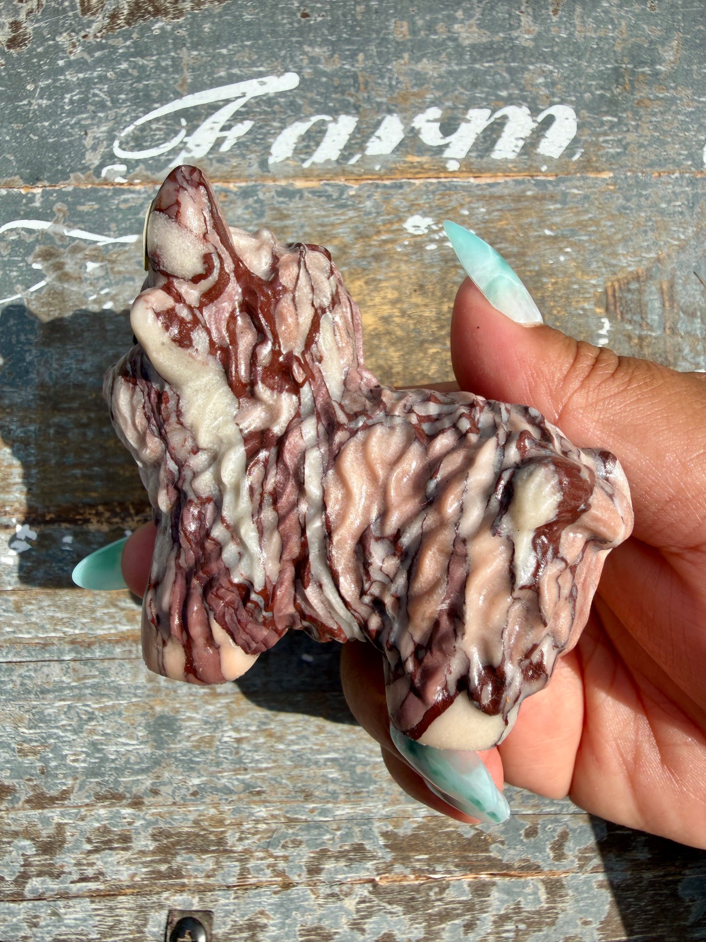 Desert Plain Jasper Highland Cow | Opt W