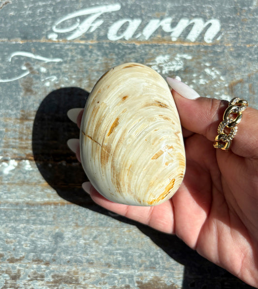 Gorgeous Fossil Clam from Madagascar