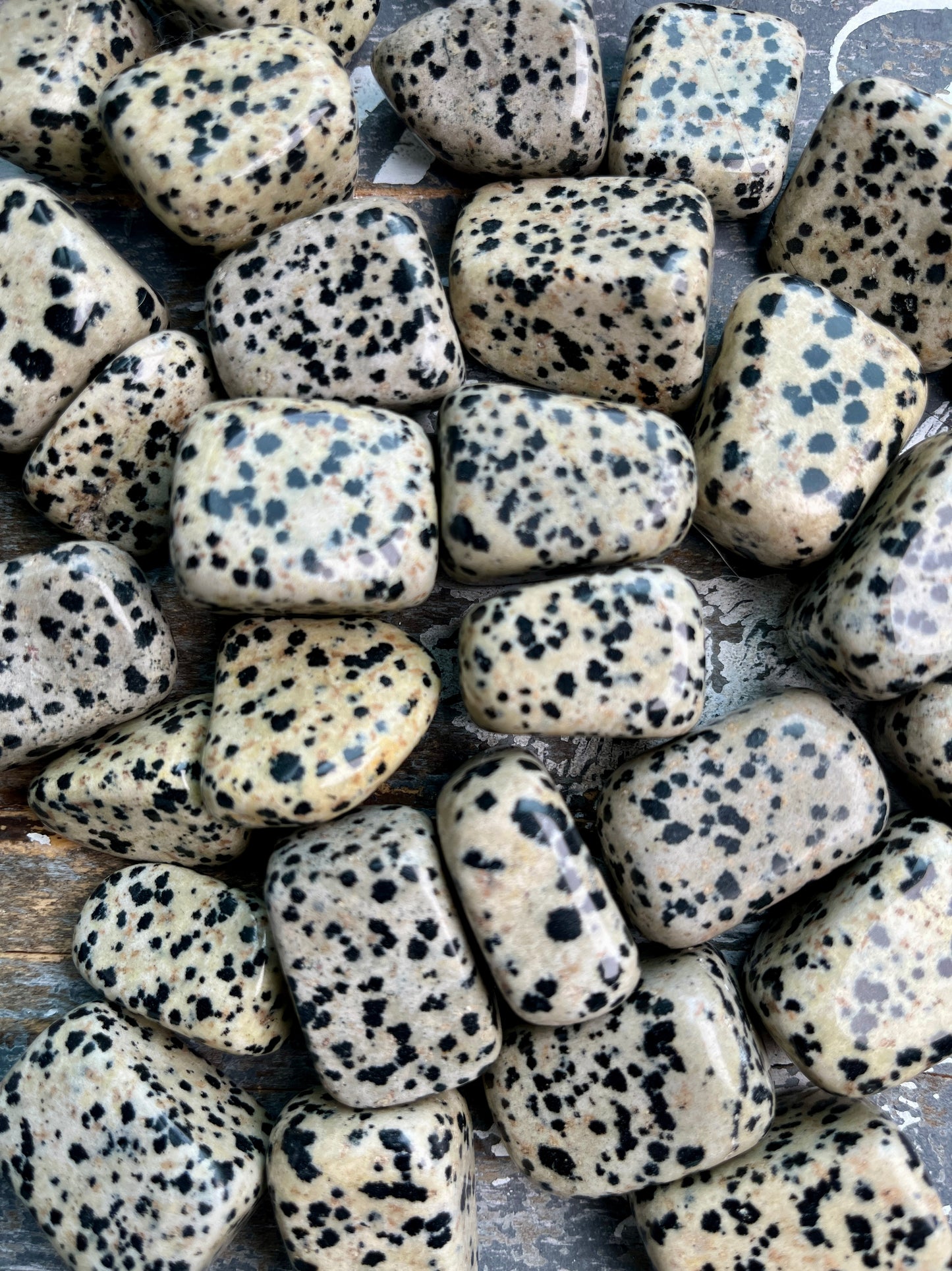 One (1) Gorgeous Dalmation Jasper Tumble