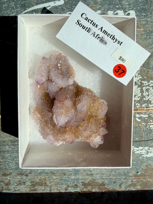 Cactus Amethyst | South Africa | Opt 37