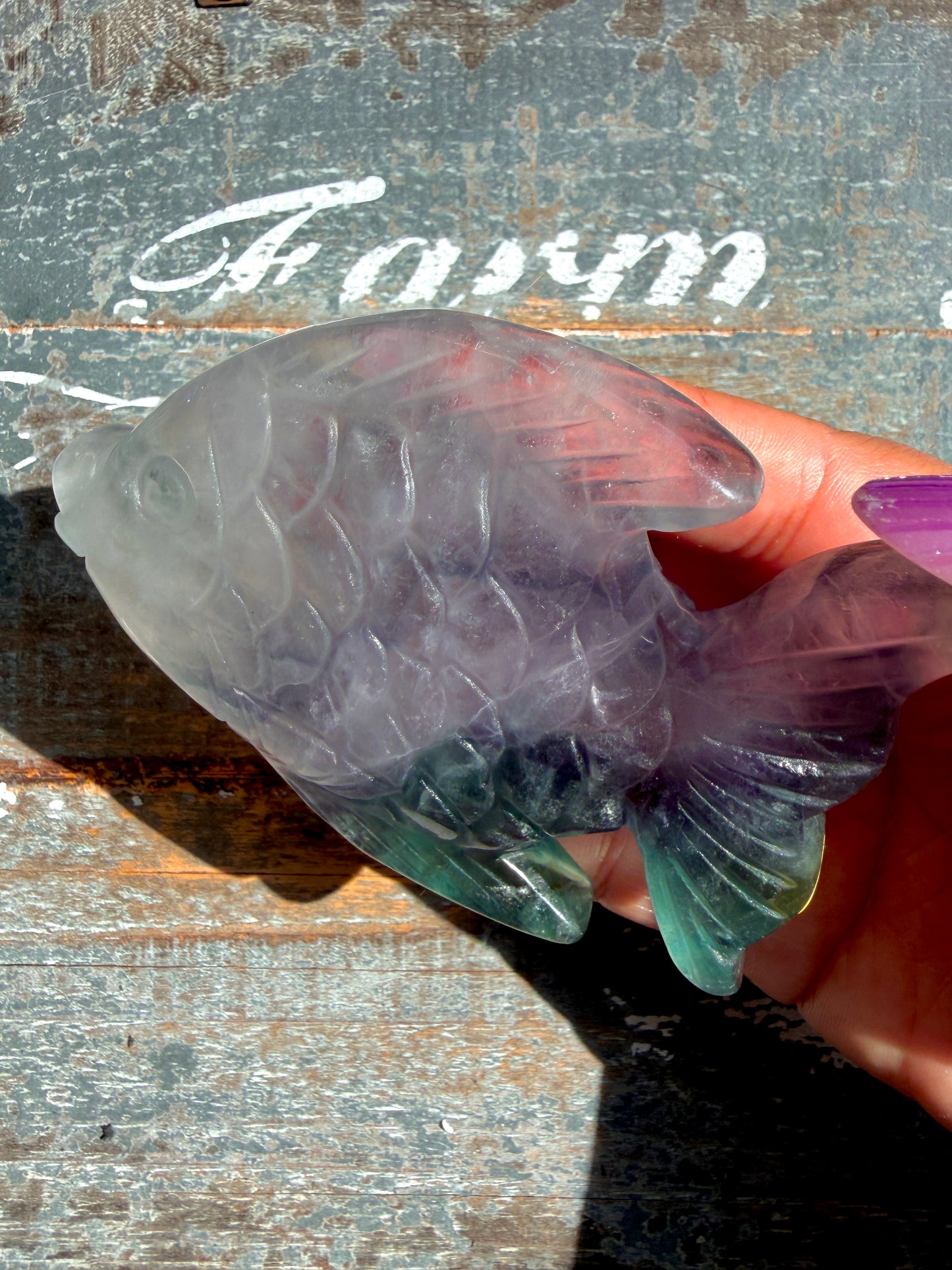 Adorable Rainbow Fluorite Fish | Opt I