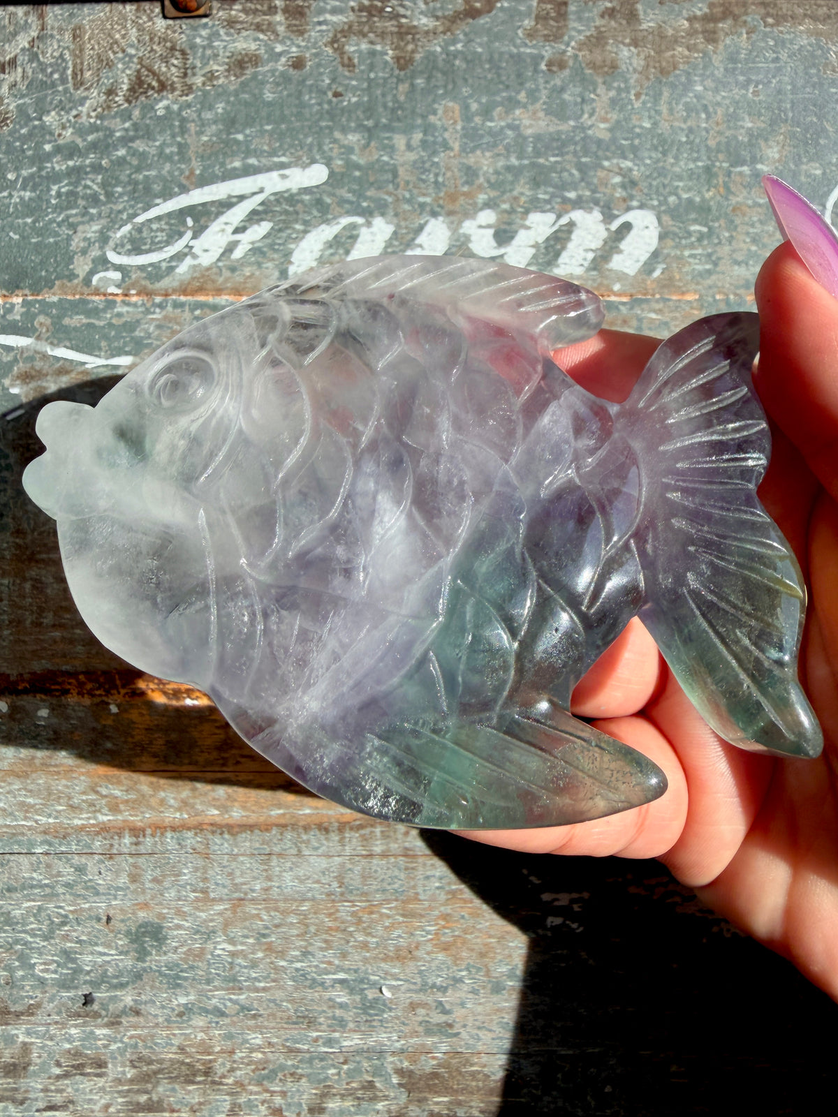 Adorable Rainbow Fluorite Fish | Opt I