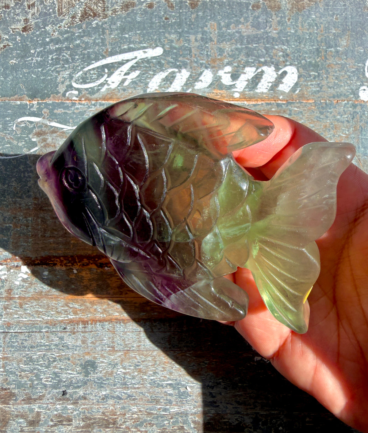 Adorable Rainbow Fluorite Fish | Opt H