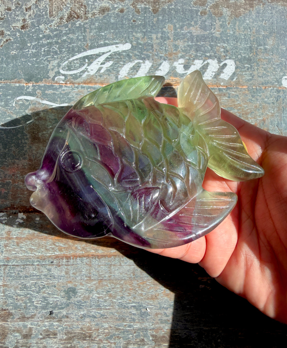Adorable Rainbow Fluorite Fish | Opt H