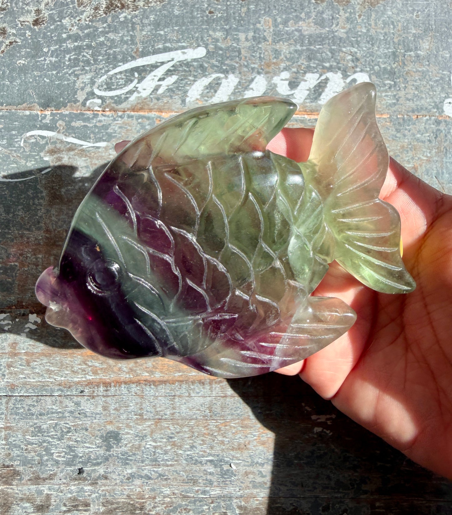 Adorable Rainbow Fluorite Fish | Opt H
