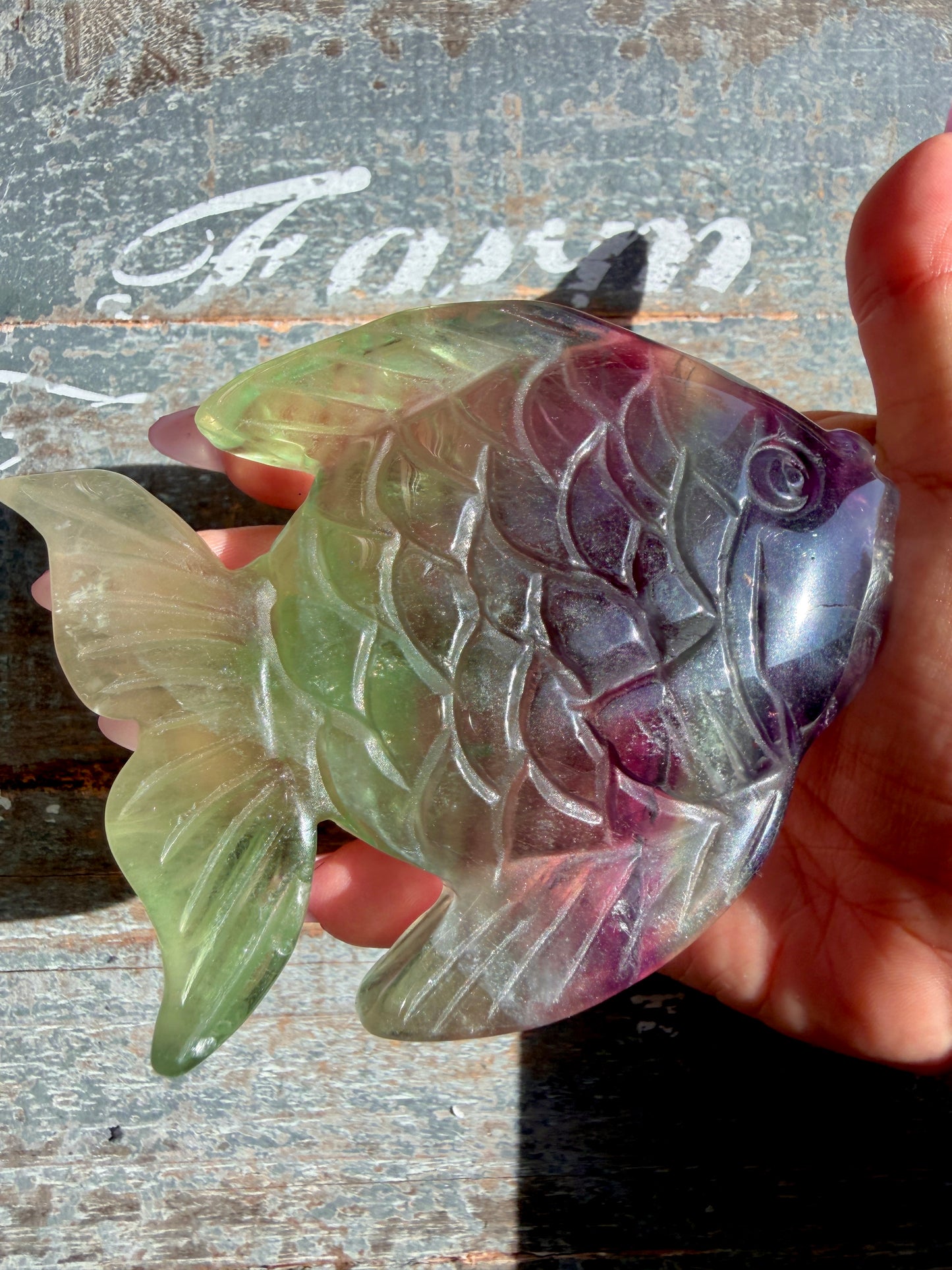 Adorable Rainbow Fluorite Fish | Opt H