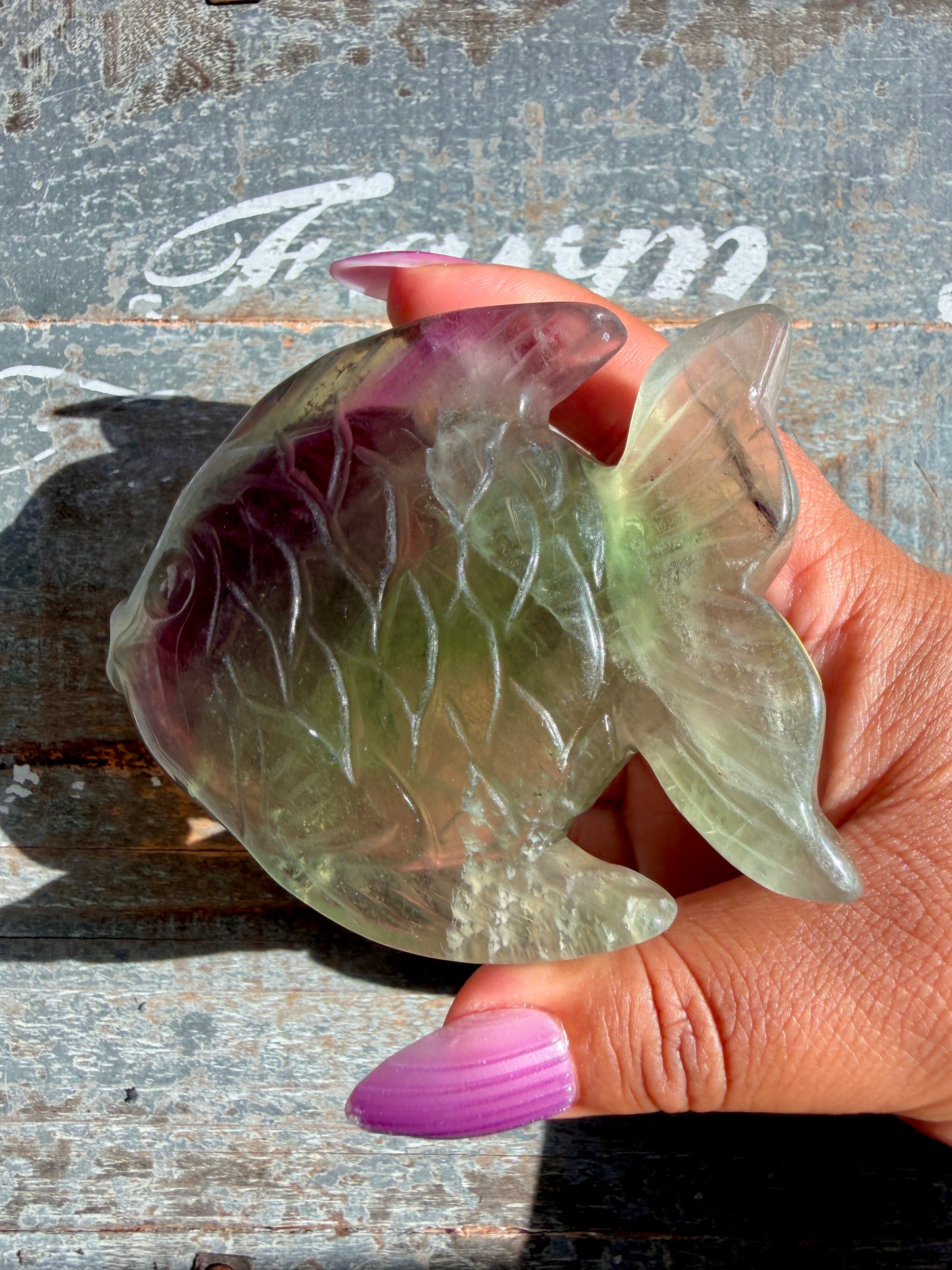 Adorable Rainbow Fluorite Fish | Opt M
