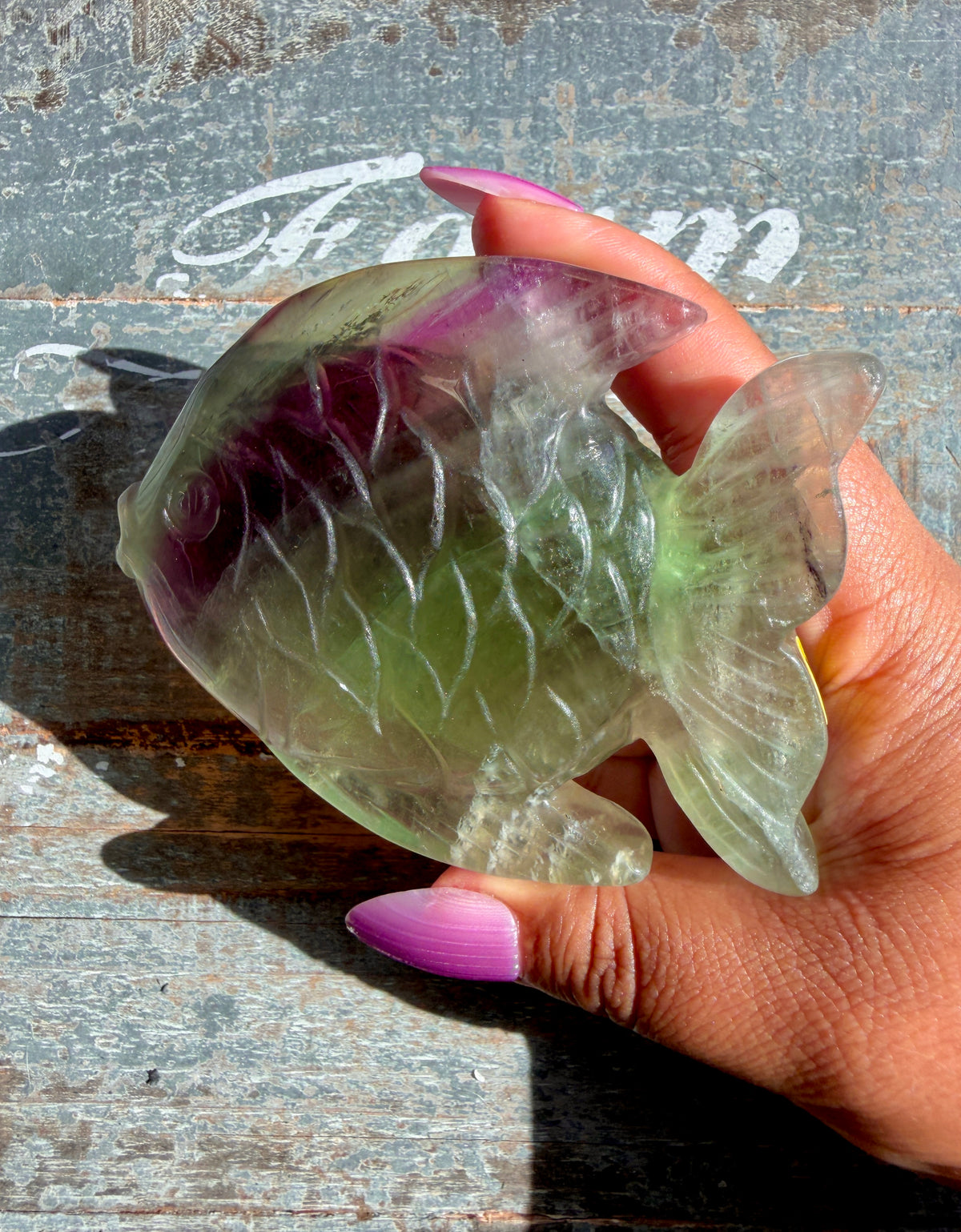 Adorable Rainbow Fluorite Fish | Opt M