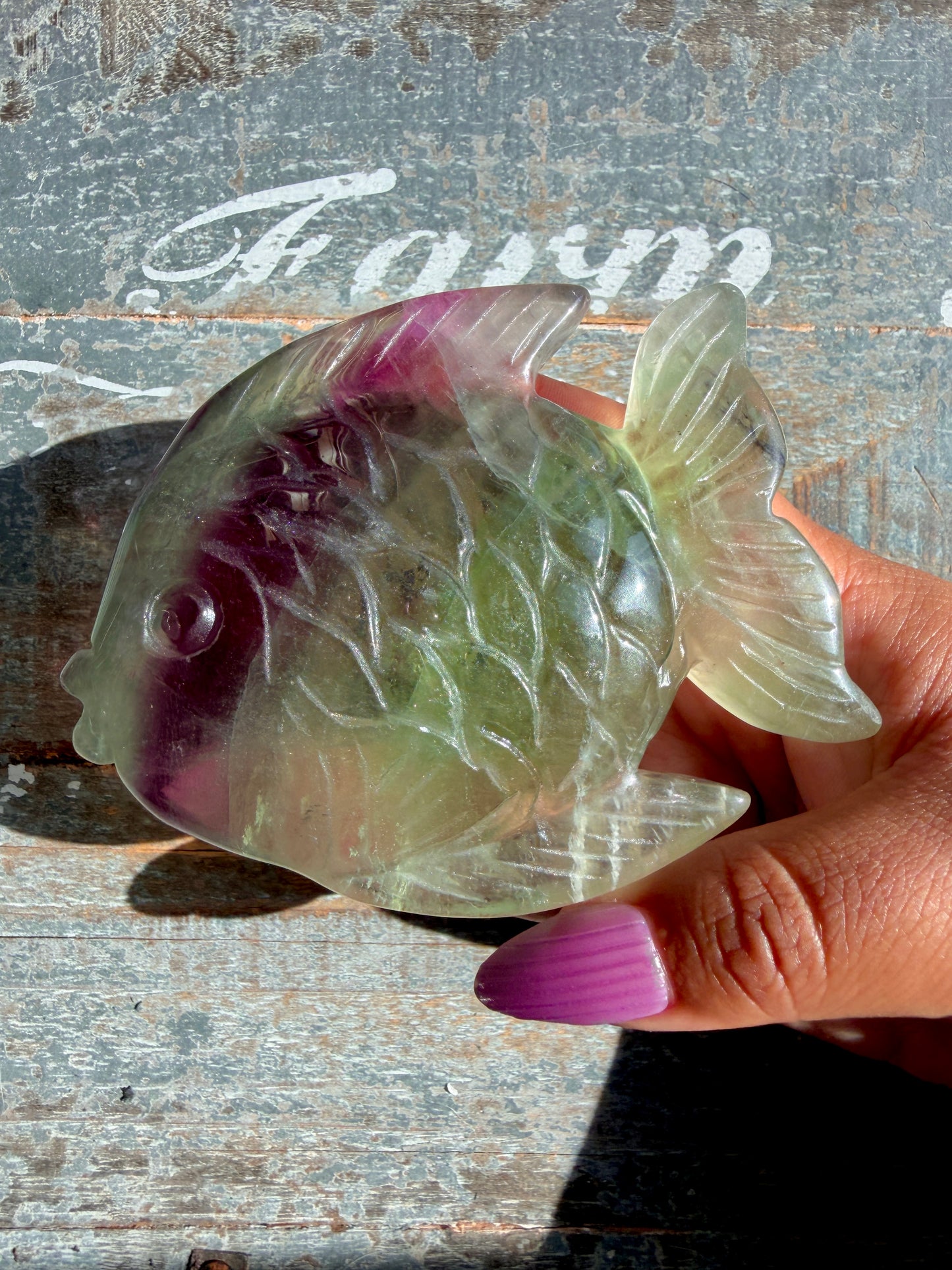Adorable Rainbow Fluorite Fish | Opt M