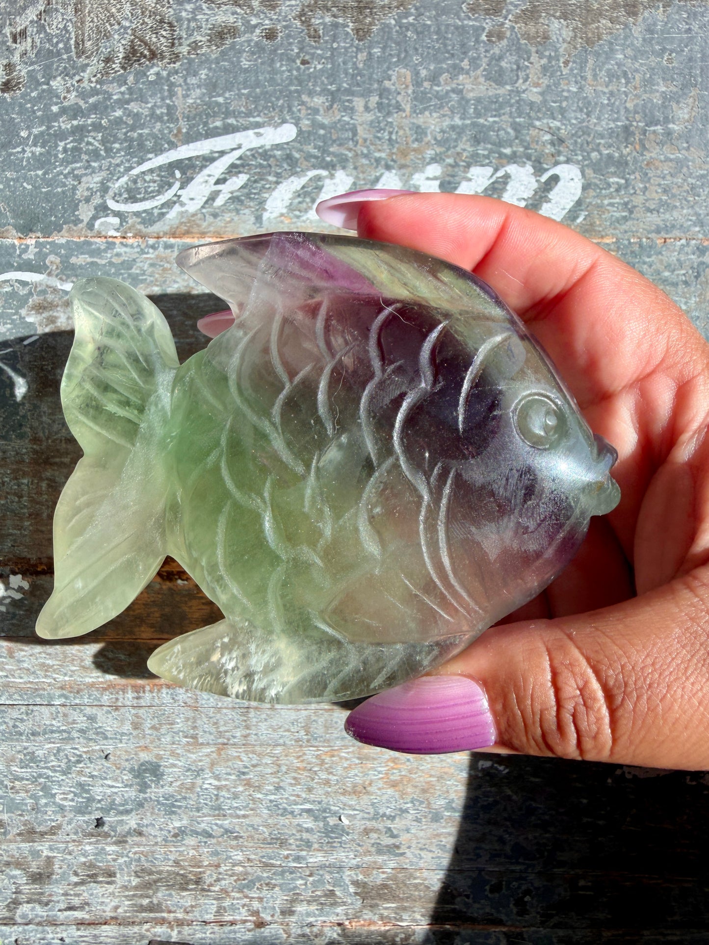 Adorable Rainbow Fluorite Fish | Opt M