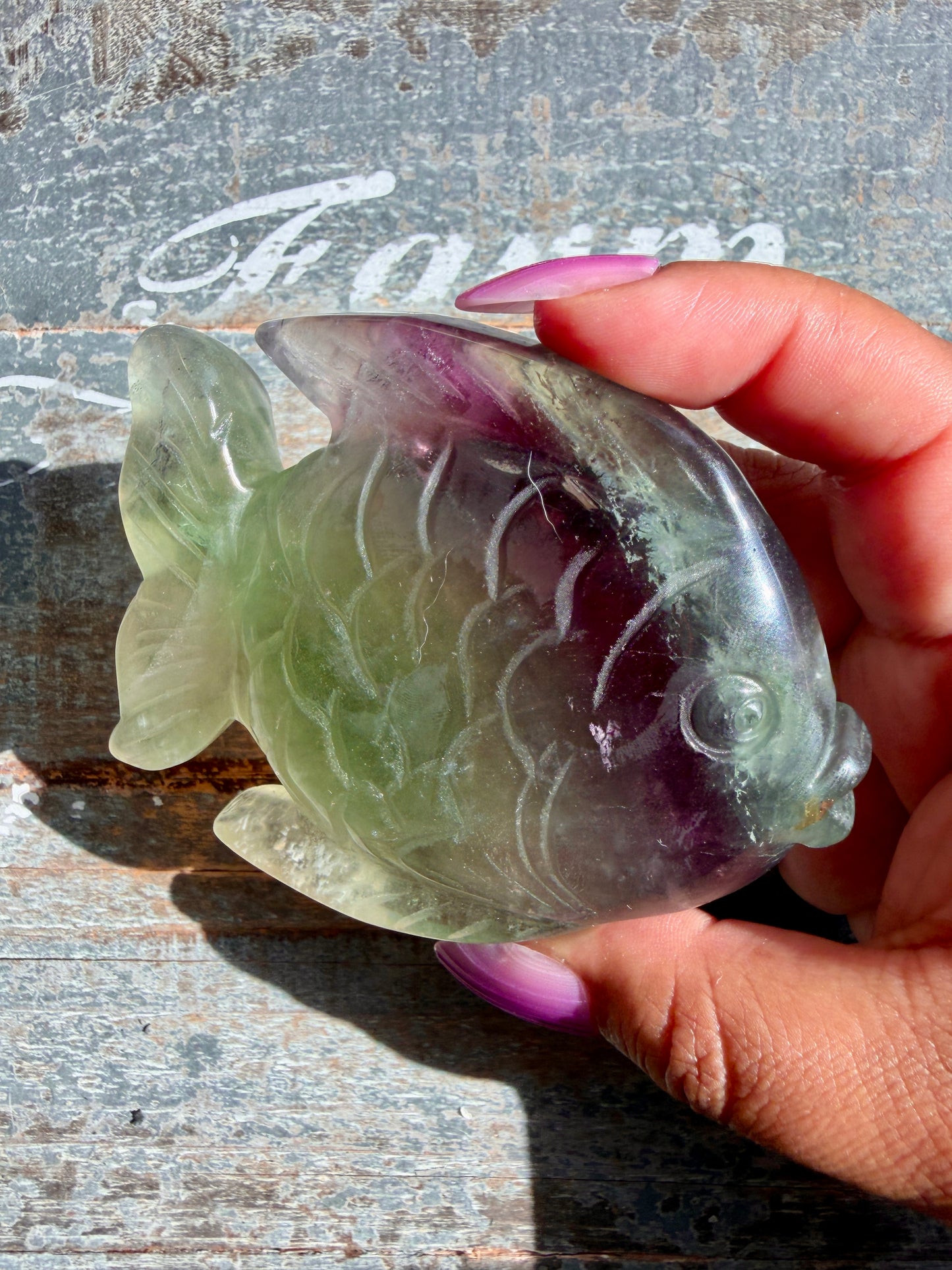 Adorable Rainbow Fluorite Fish | Opt M