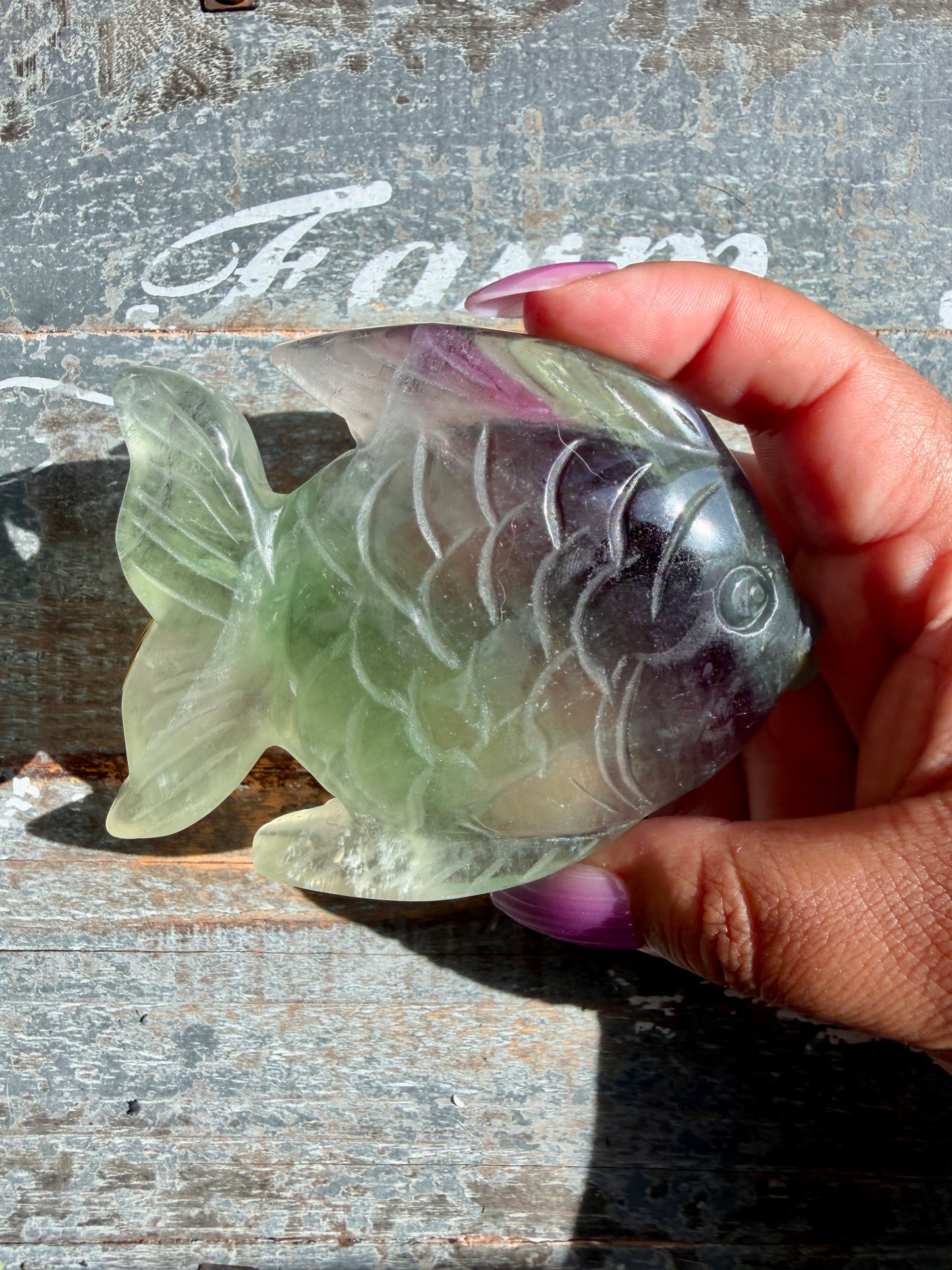 Adorable Rainbow Fluorite Fish | Opt M