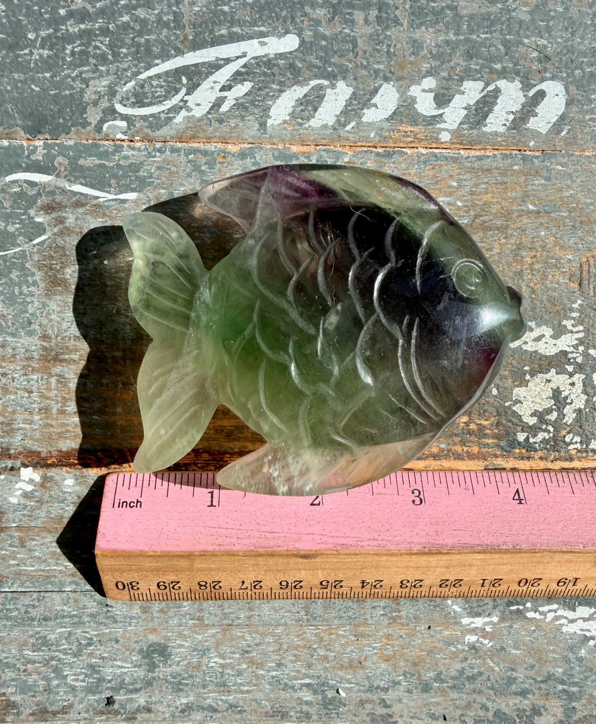 Adorable Rainbow Fluorite Fish | Opt M