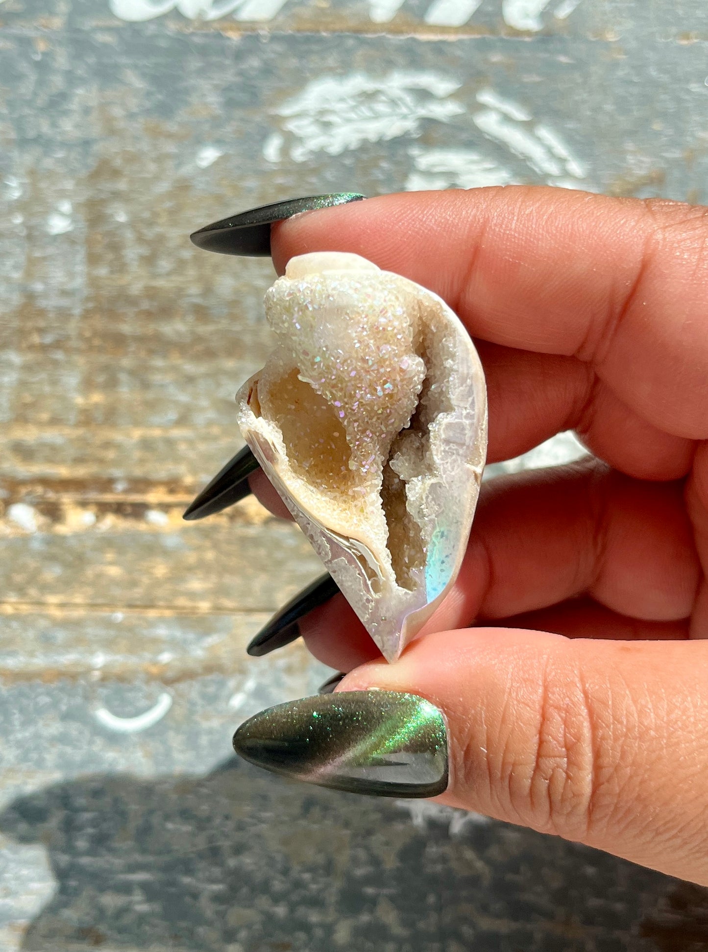 Gorgeous Opal Azotic Coated Fossilized Druzy Shell *Tucson Gem Show Exclusive*