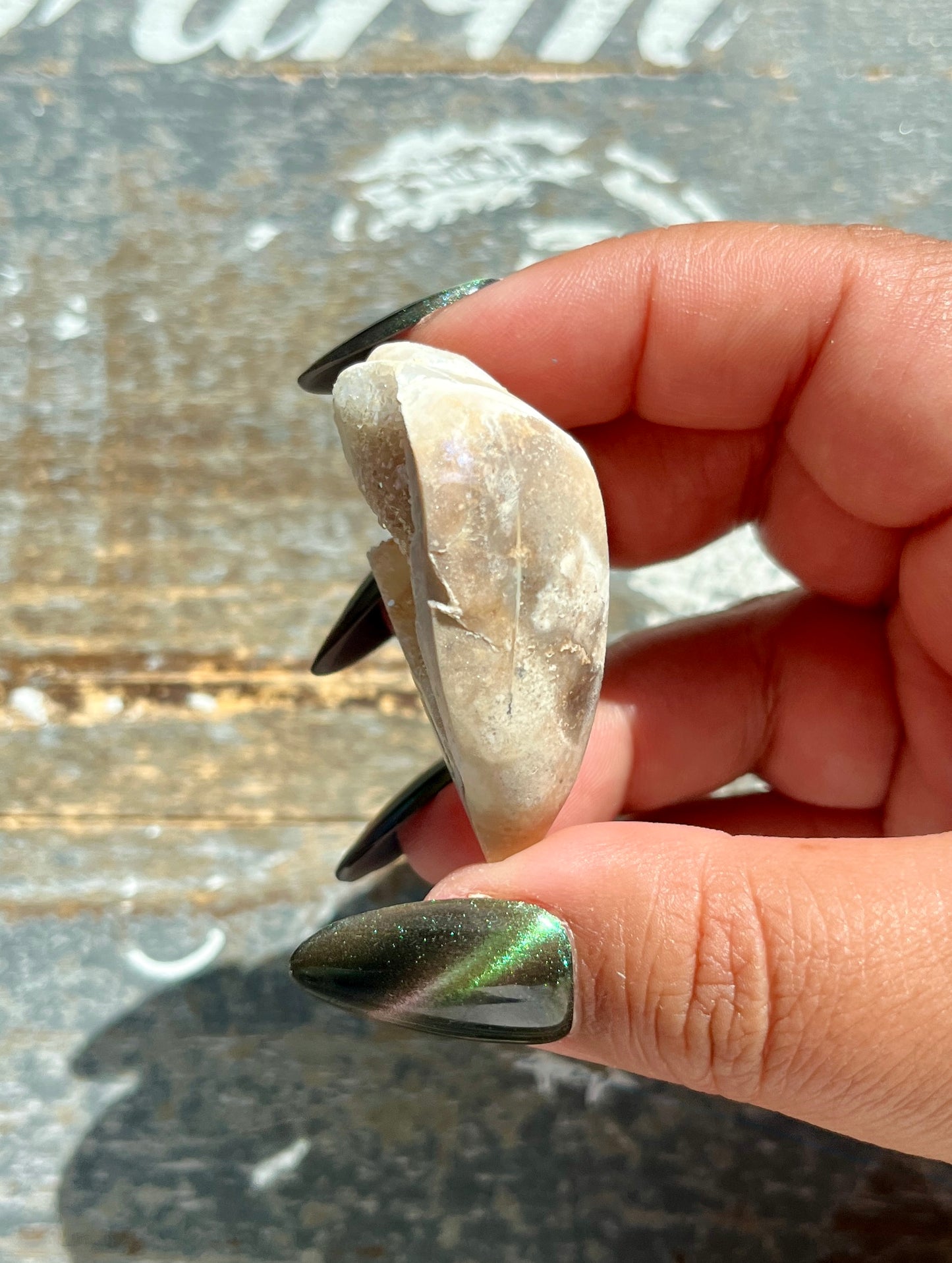 Gorgeous Opal Azotic Coated Fossilized Druzy Shell *Tucson Gem Show Exclusive*