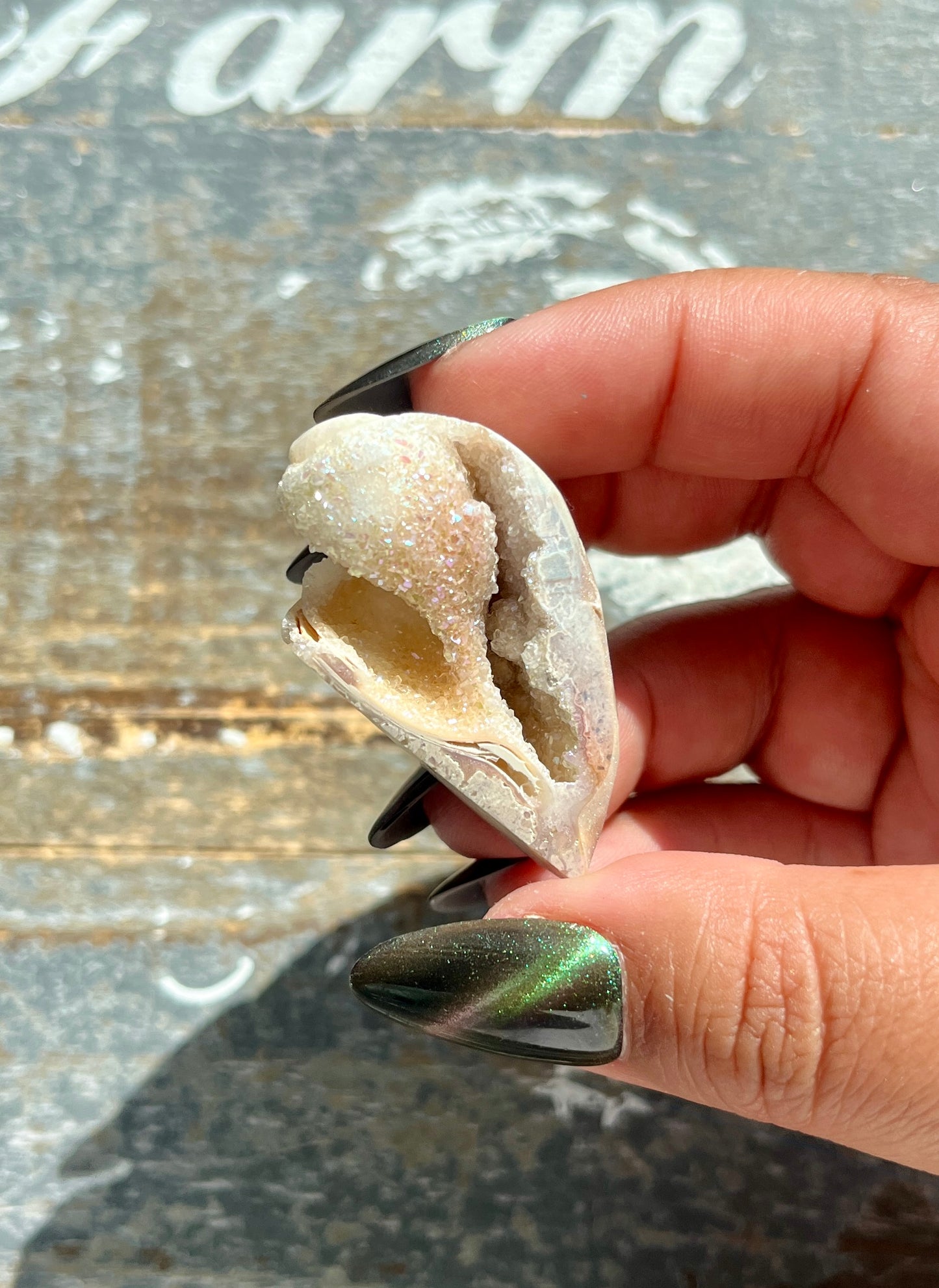 Gorgeous Opal Azotic Coated Fossilized Druzy Shell *Tucson Gem Show Exclusive*