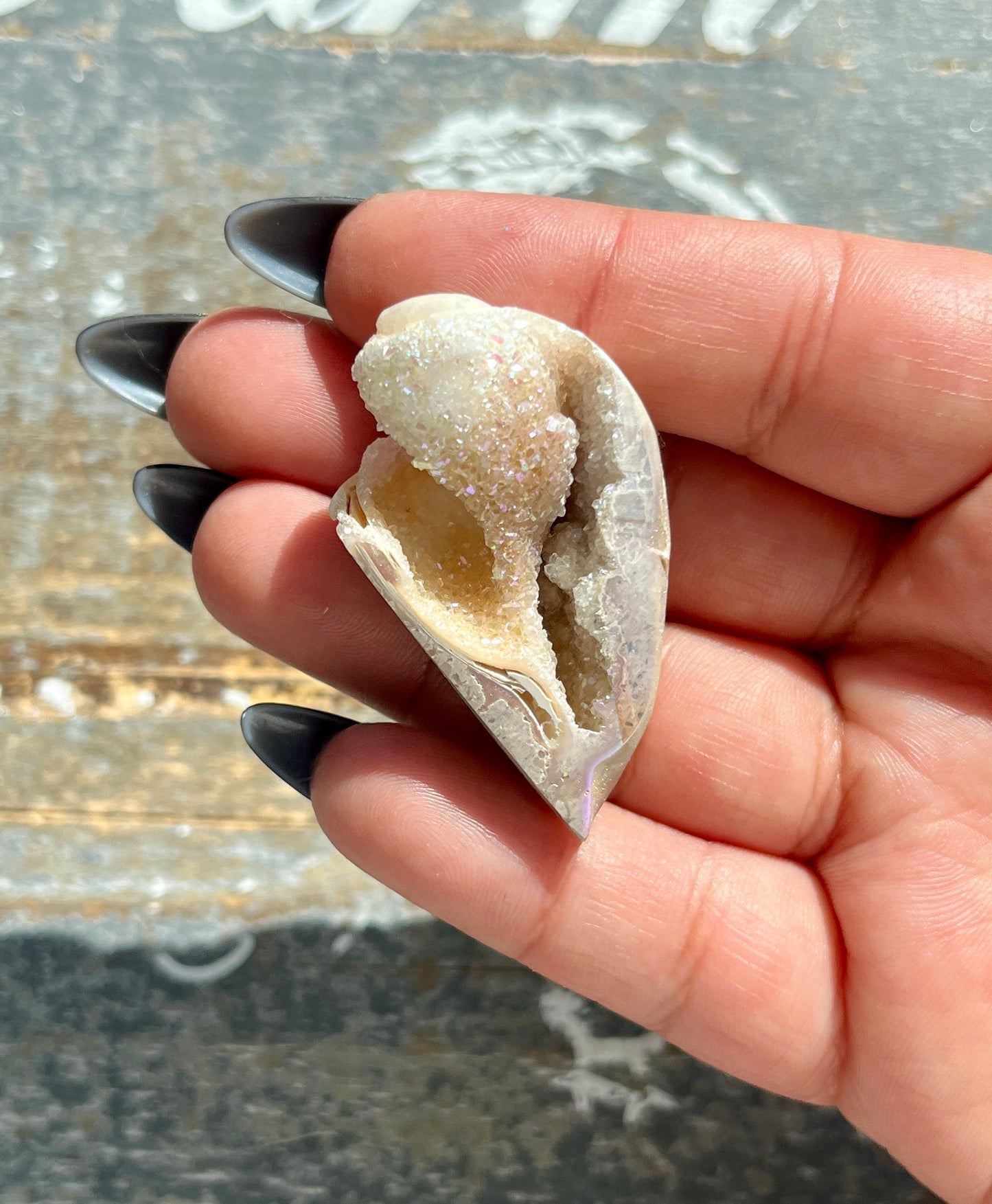 Gorgeous Opal Azotic Coated Fossilized Druzy Shell *Tucson Gem Show Exclusive*