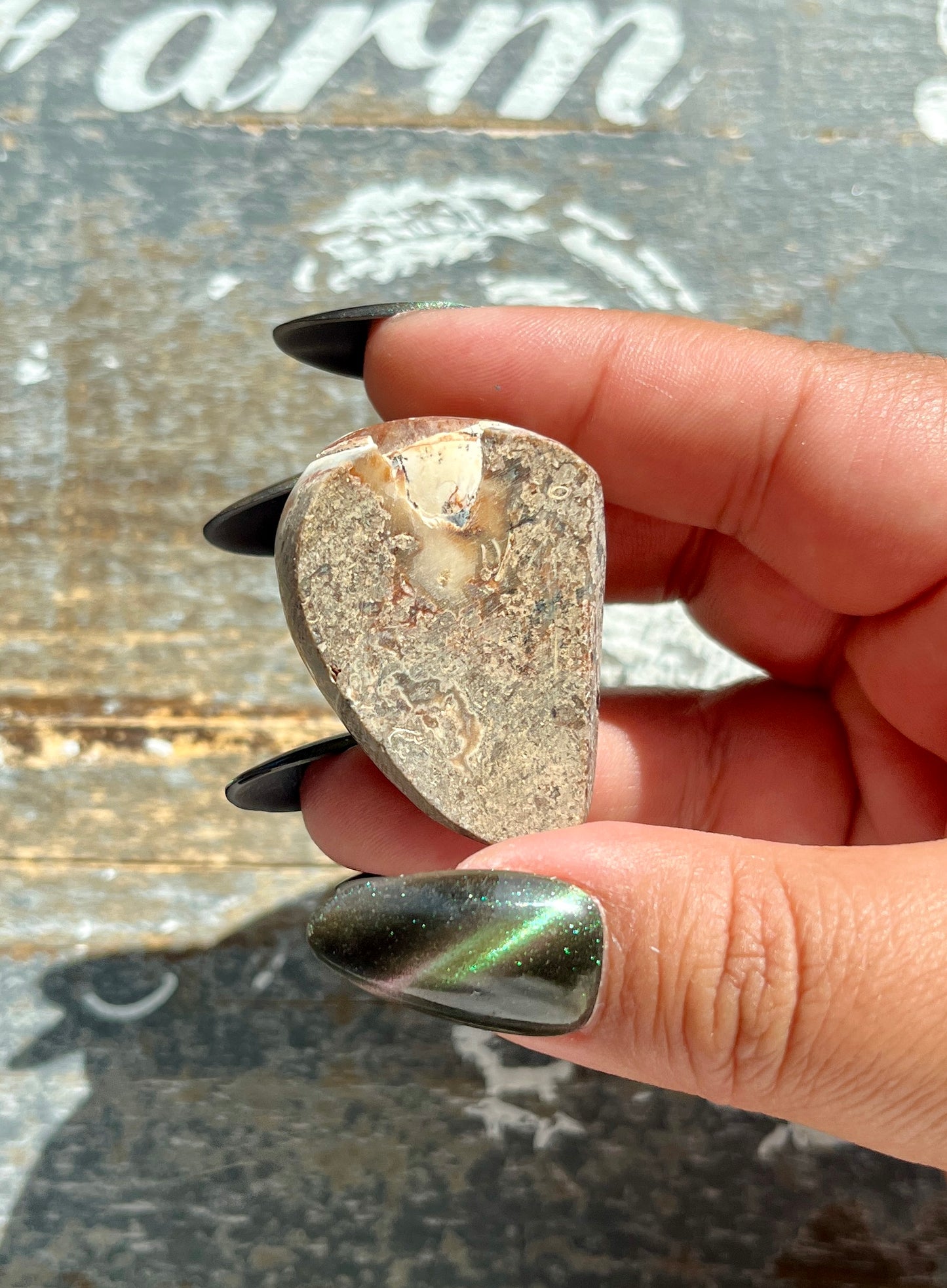 Gorgeous Opal Azotic Coated Fossilized Druzy Shell *Tucson Gem Show Exclusive*