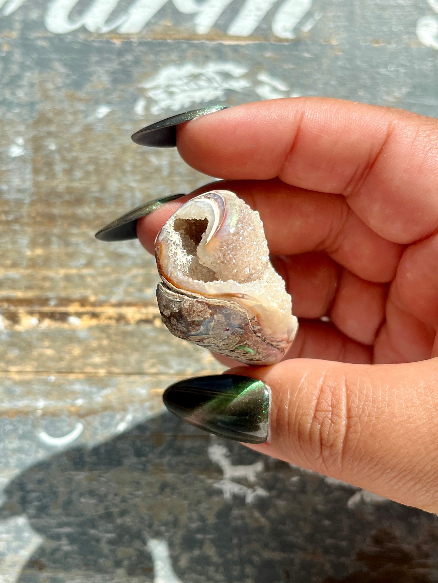 Gorgeous Opal Azotic Coated Fossilized Druzy Shell *Tucson Gem Show Exclusive*