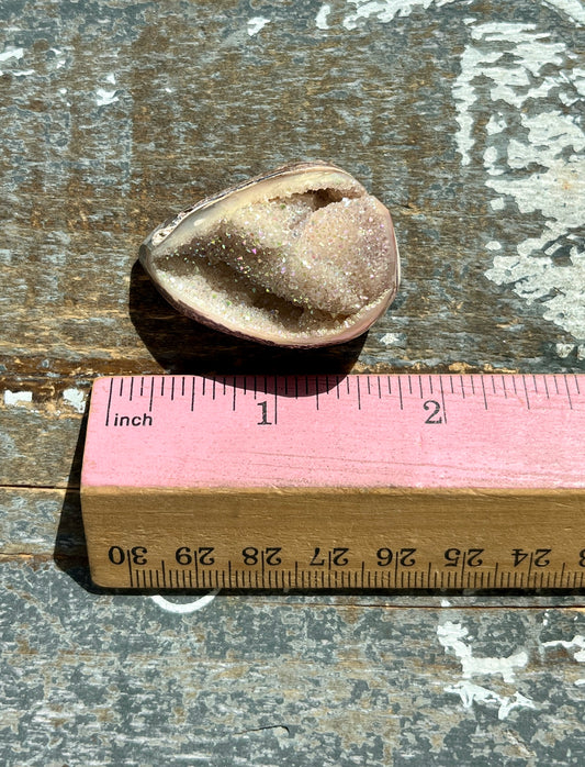 Gorgeous Opal Azotic Coated Fossilized Druzy Shell *Tucson Gem Show Exclusive*