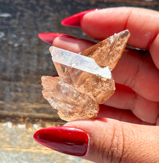 Gorgeous *RARE Naica Selenite