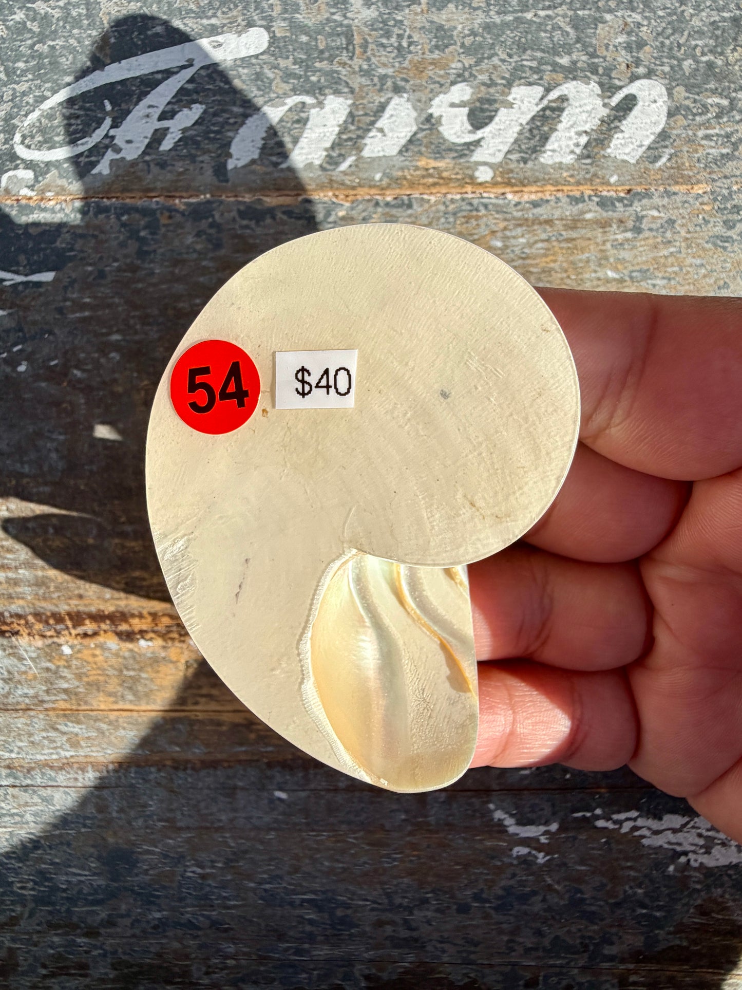 Gorgeous Two Toned Iridescent Shell | Opt 54