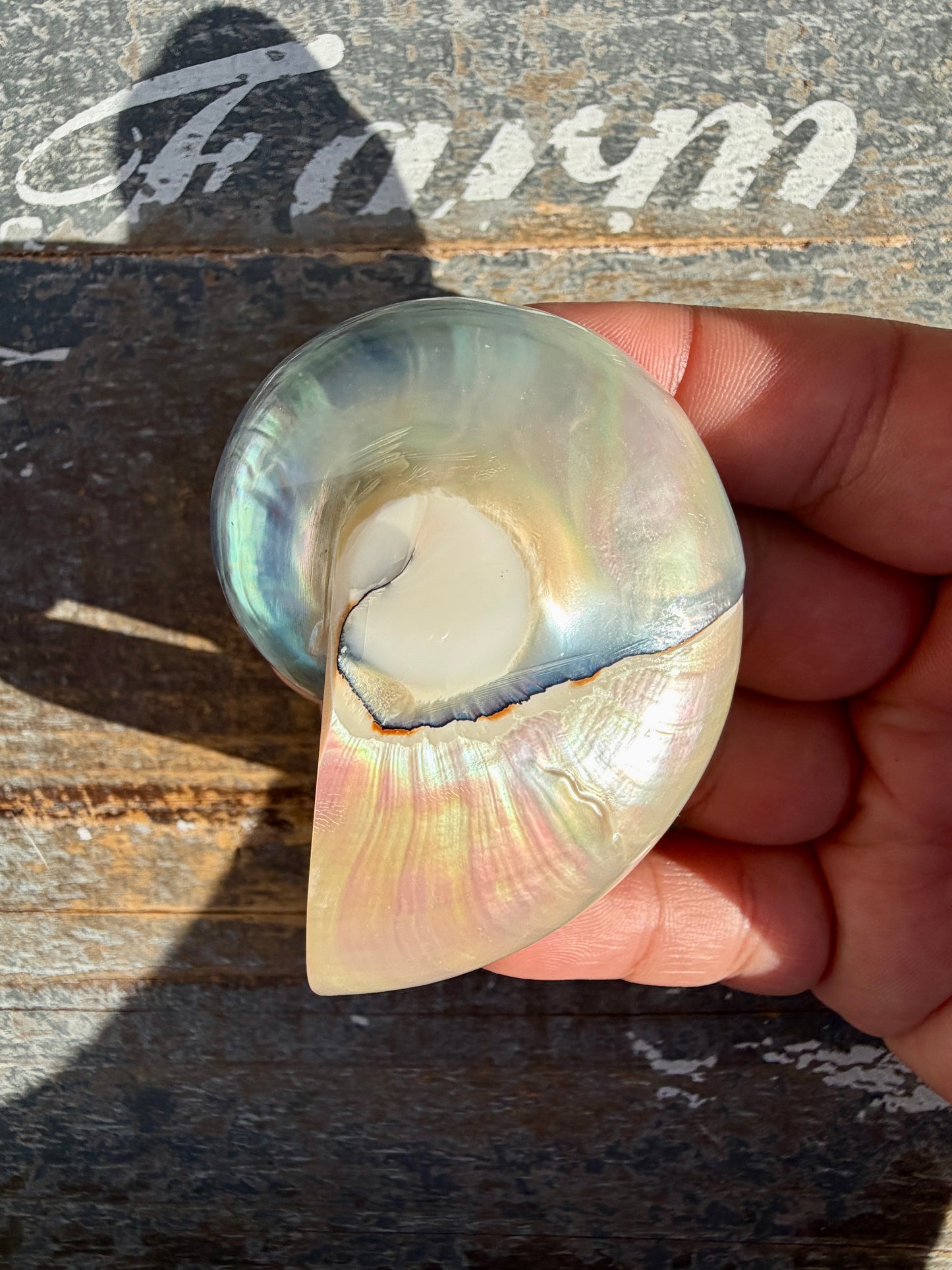 Gorgeous Two Toned Iridescent Shell | Opt 54