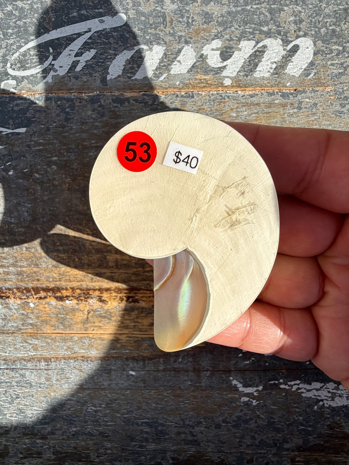 Gorgeous Two Toned Iridescent Shell | Opt 53