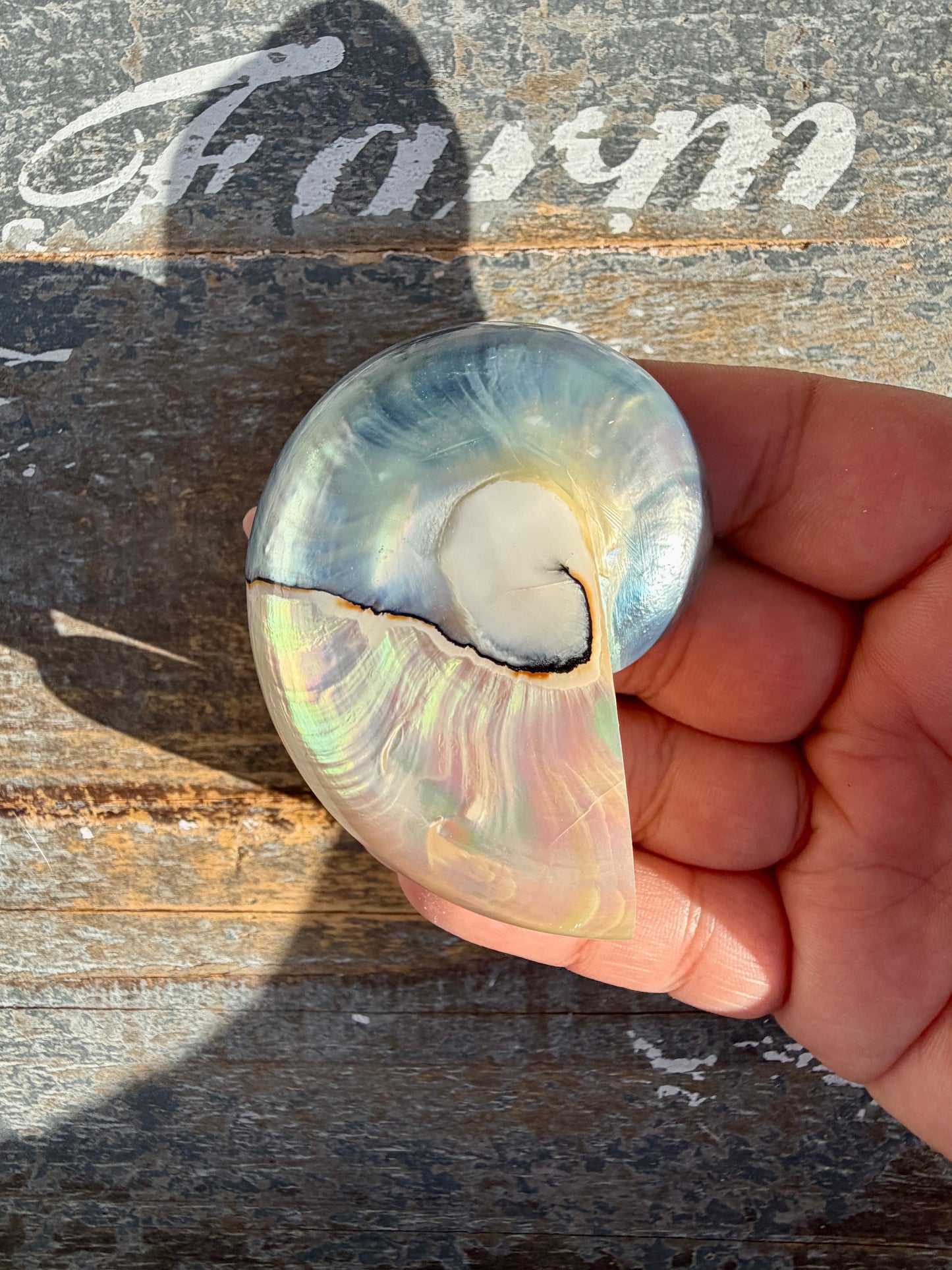 Gorgeous Two Toned Iridescent Shell | Opt 53