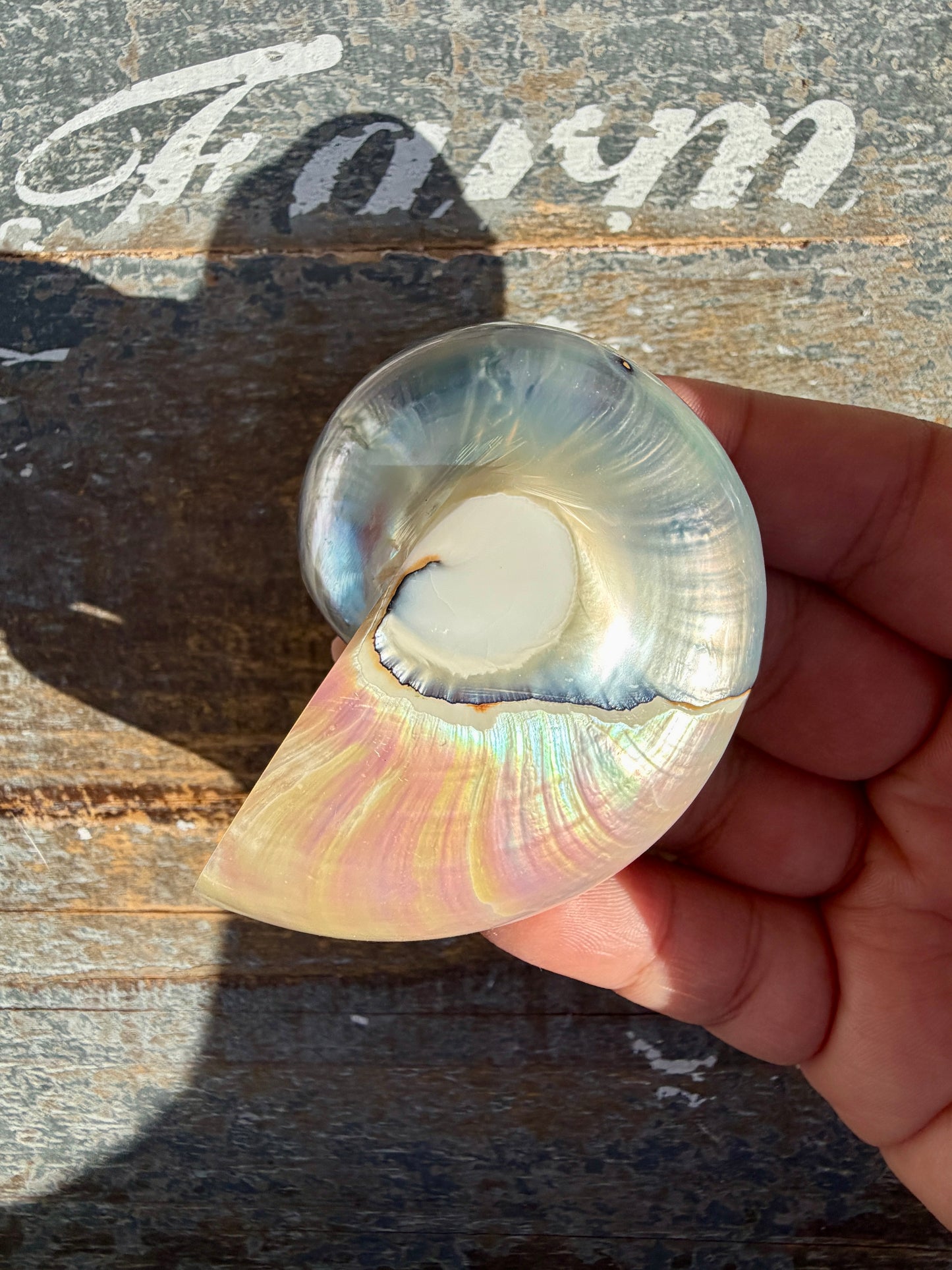 Gorgeous Two Toned Iridescent Shell | Opt 52