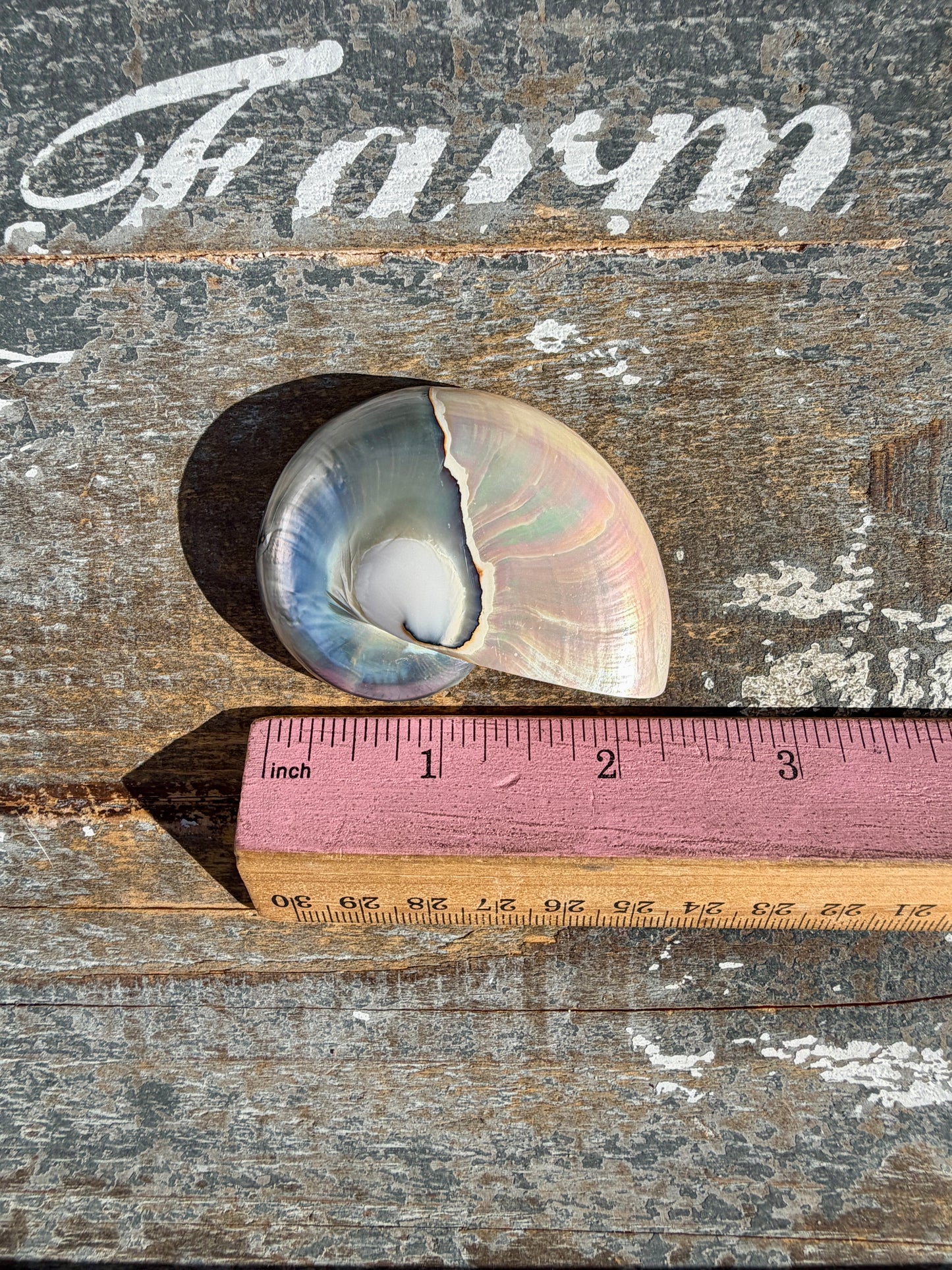Gorgeous Two Toned Iridescent Shell | Opt 52