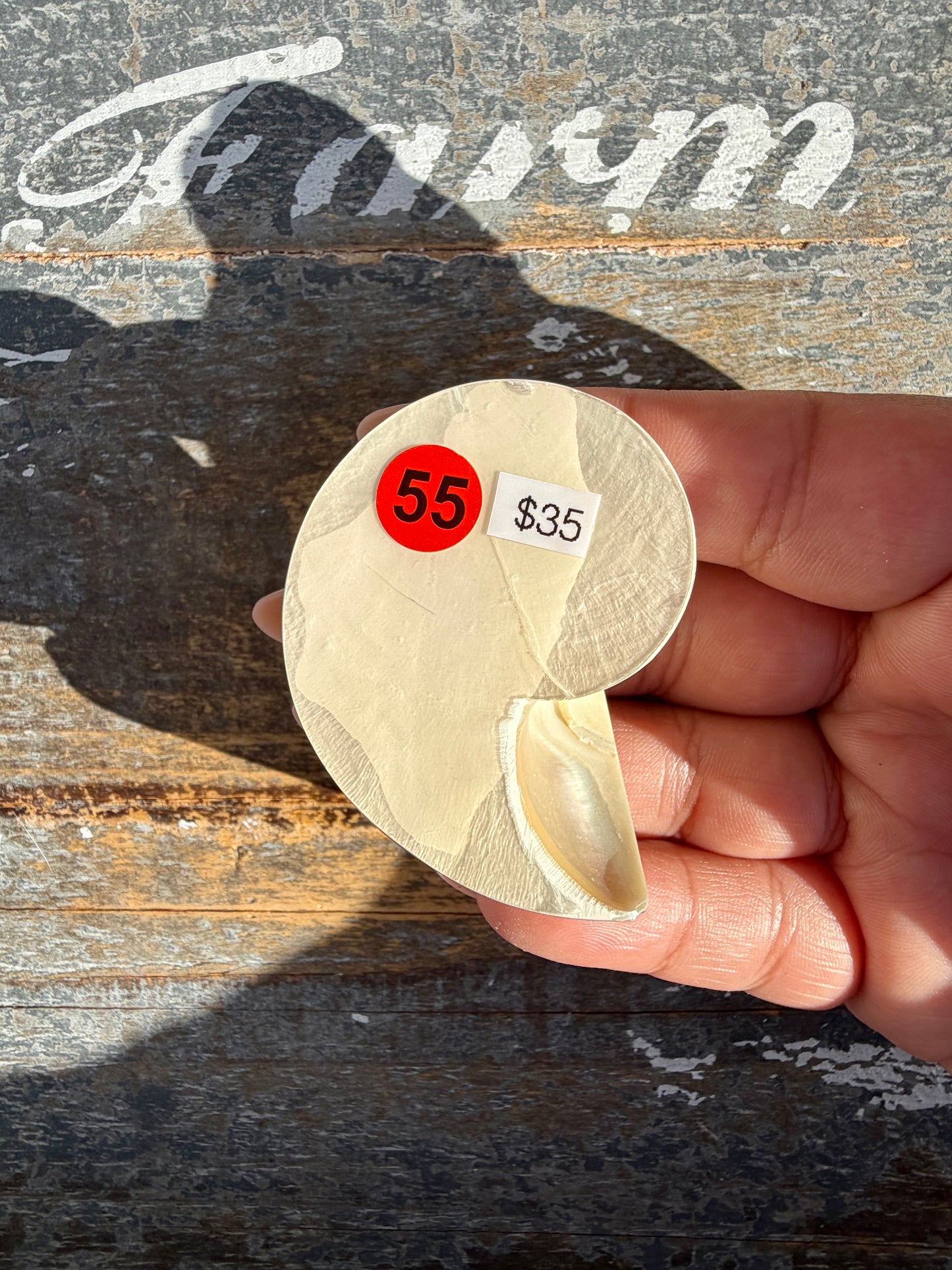 Gorgeous Opalescent Spotted Shell | Opt 55