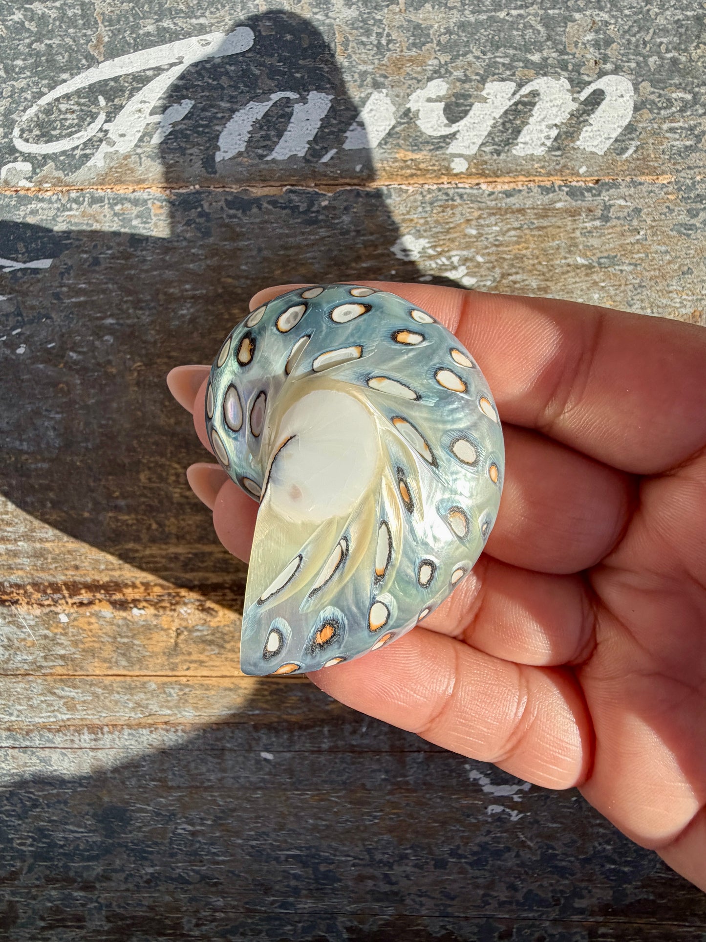 Gorgeous Opalescent Spotted Shell | Opt 55