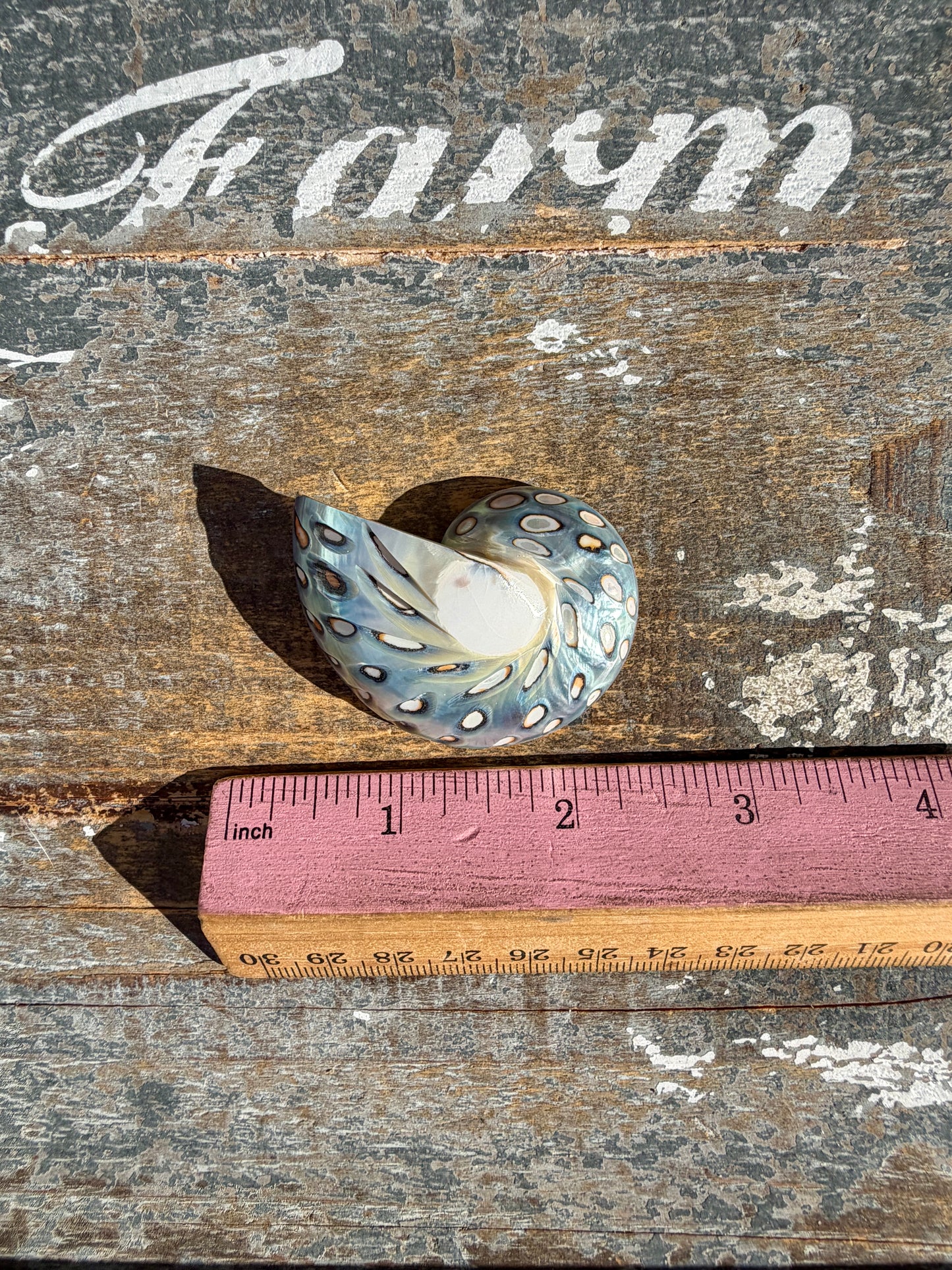 Gorgeous Opalescent Spotted Shell | Opt 55
