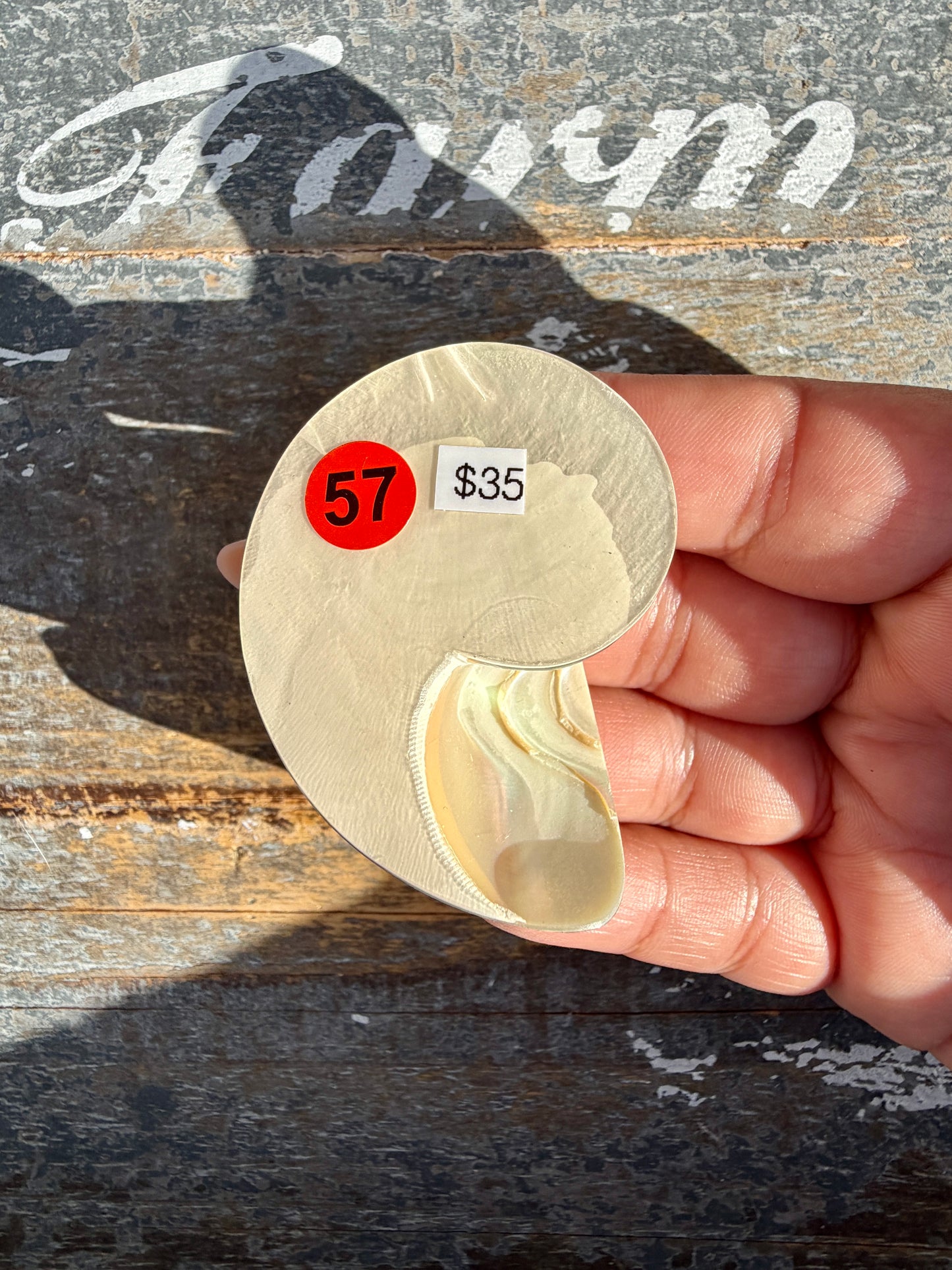 Gorgeous Opalescent Spotted Shell | Opt 57