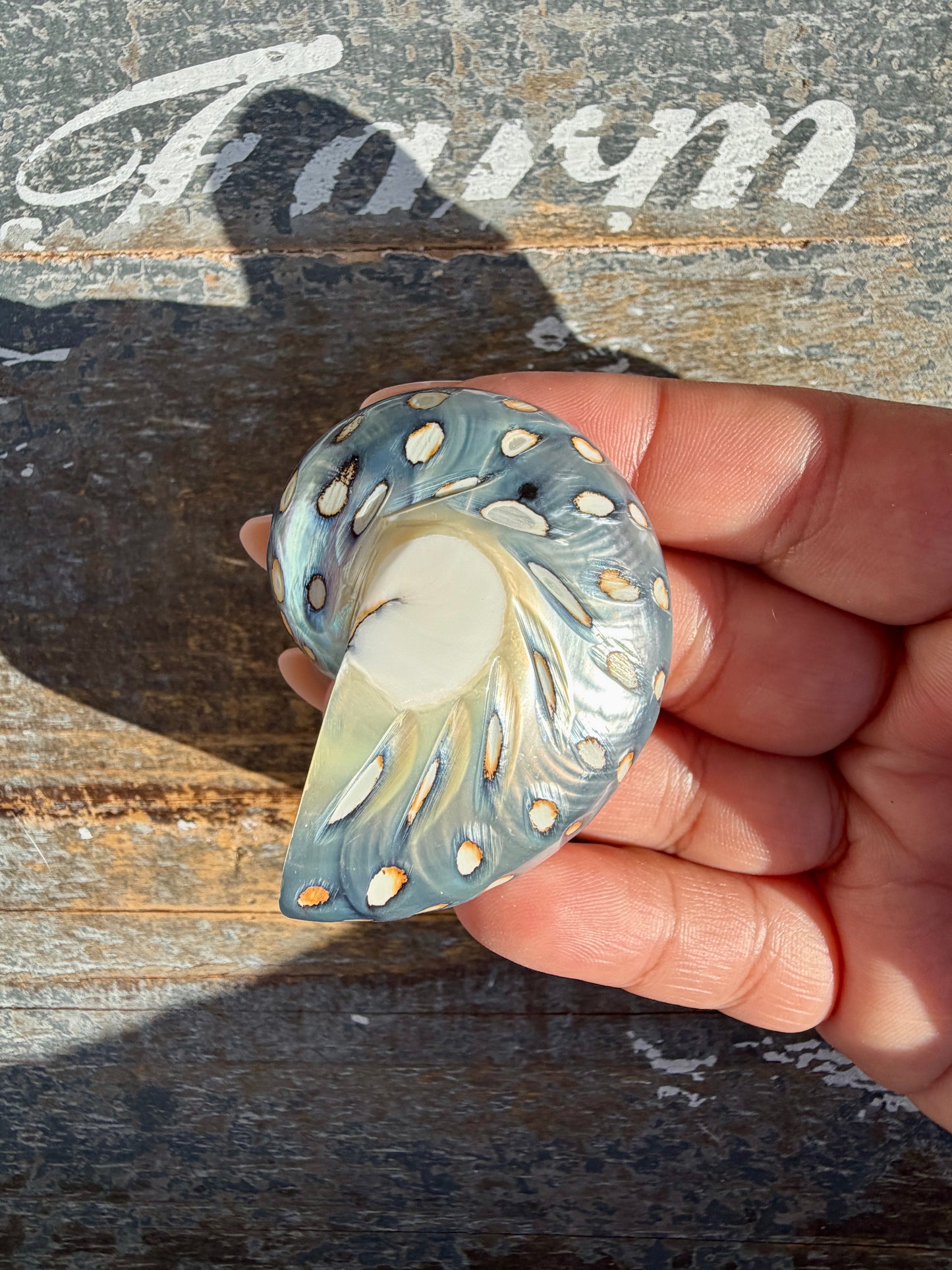 Gorgeous Opalescent Spotted Shell | Opt 57