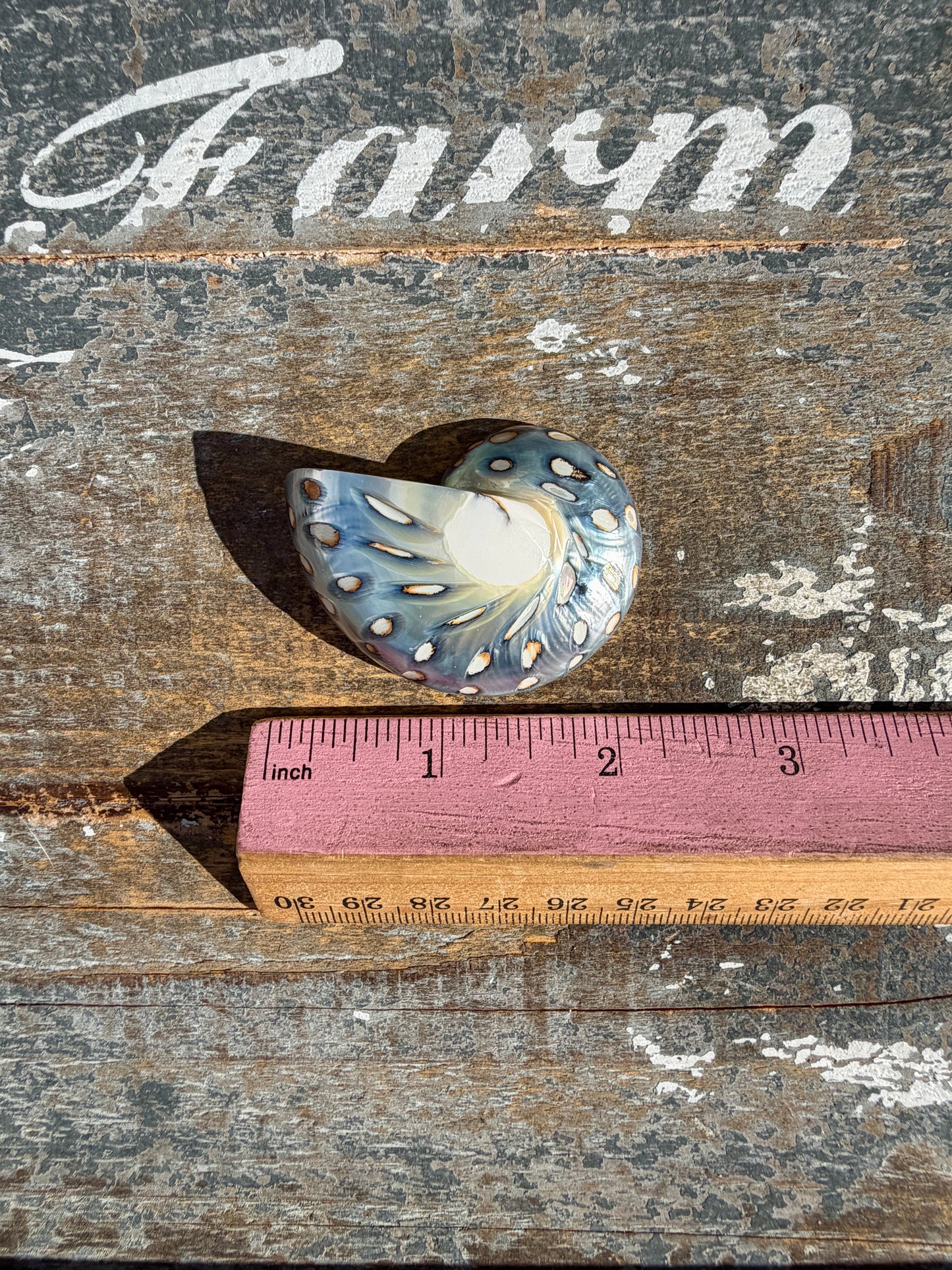 Gorgeous Opalescent Spotted Shell | Opt 57