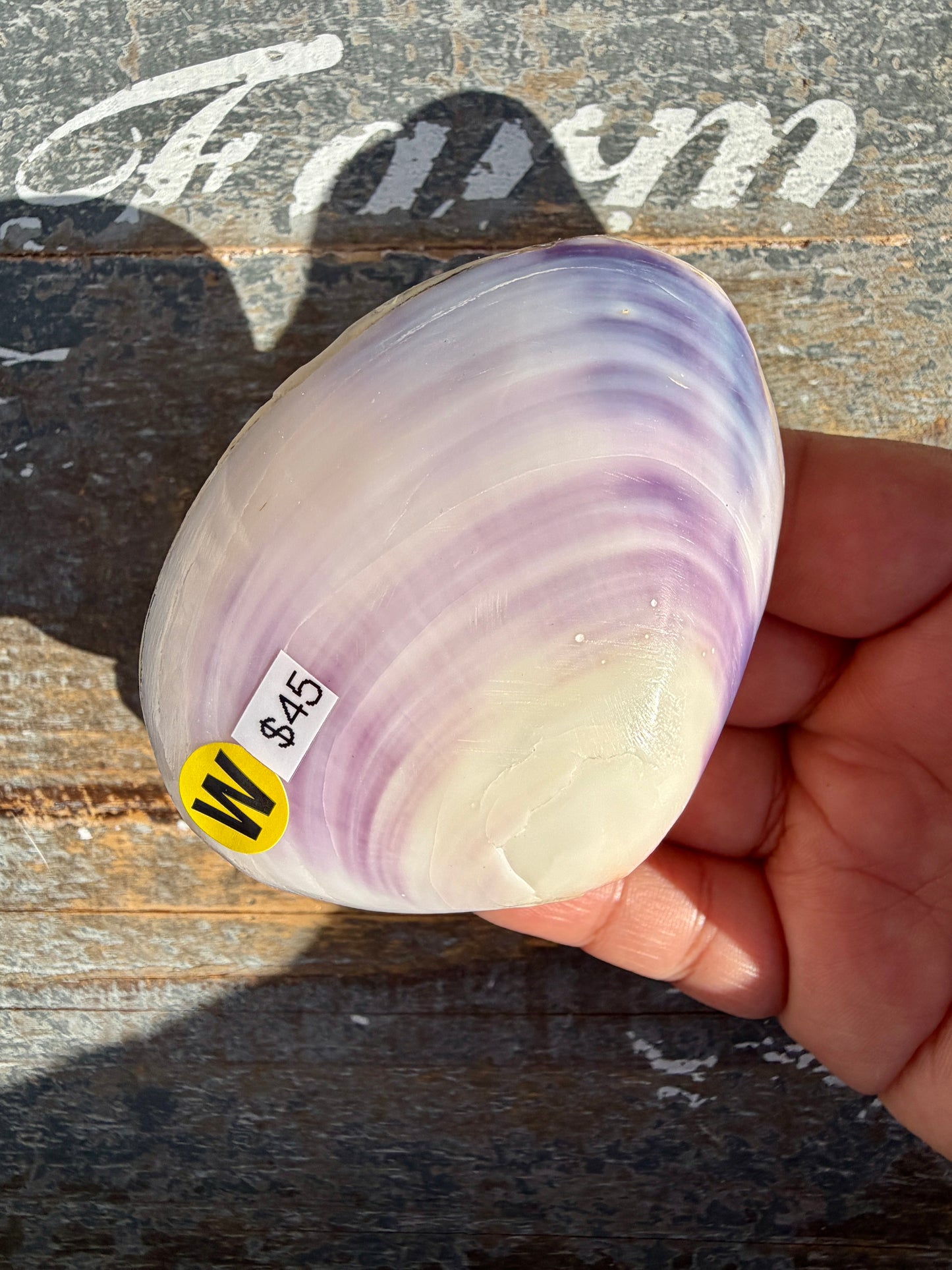 Gorgeous Lavender Shell | Opt W