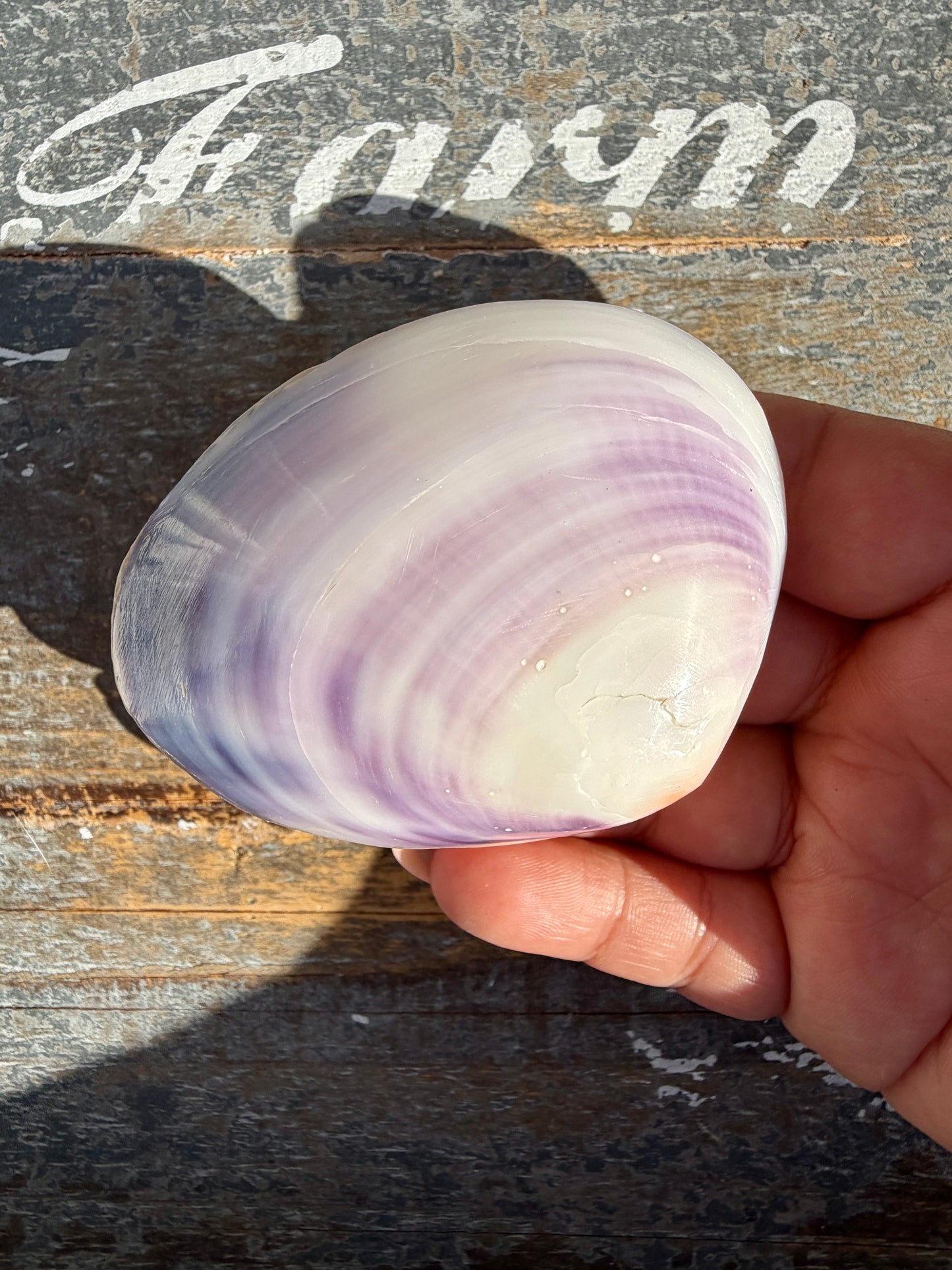 Gorgeous Lavender Shell | Opt W