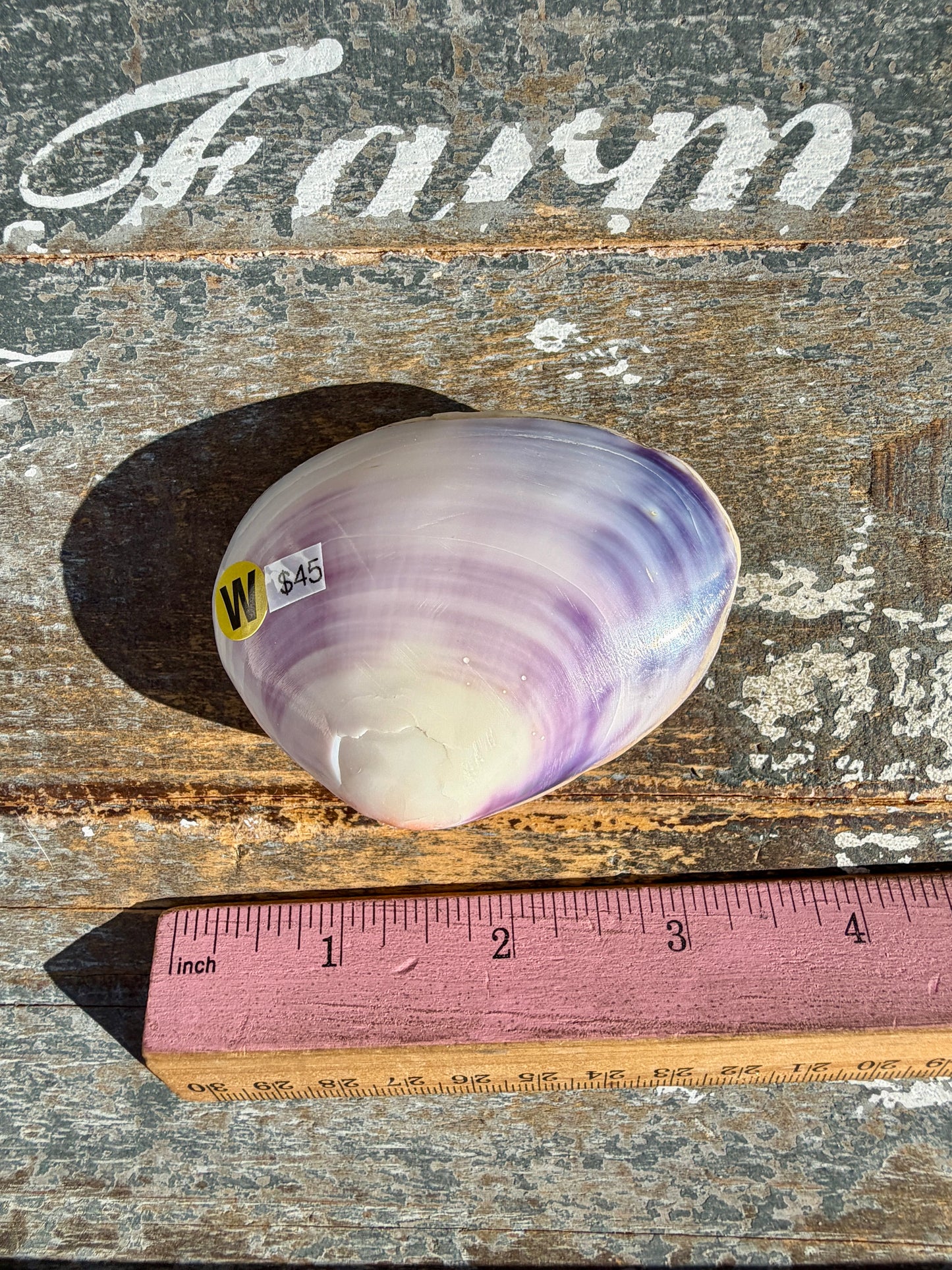 Gorgeous Lavender Shell | Opt W