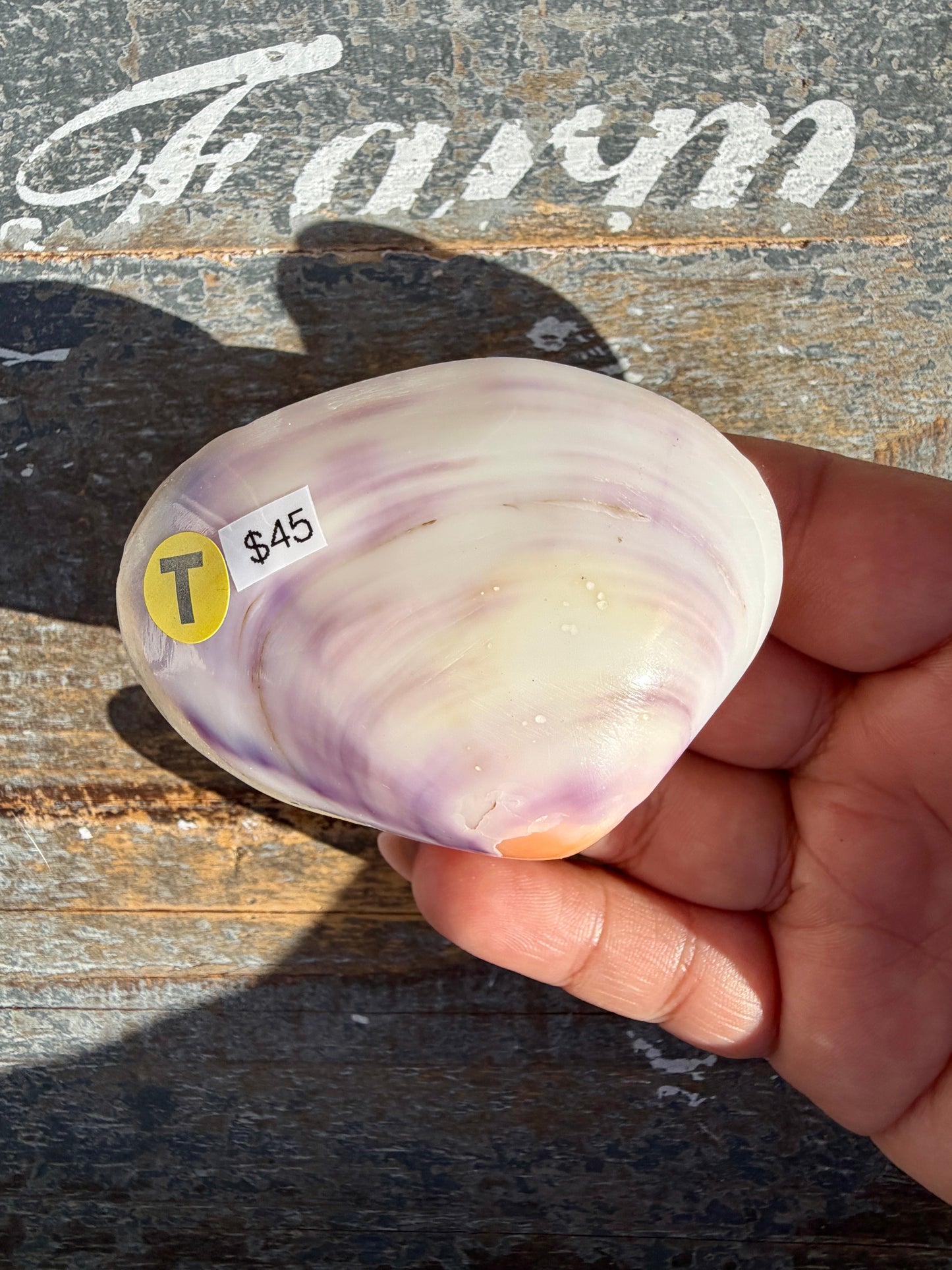 Gorgeous Lavender Shell | Opt T