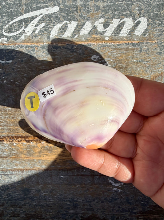 Gorgeous Lavender Shell | Opt T