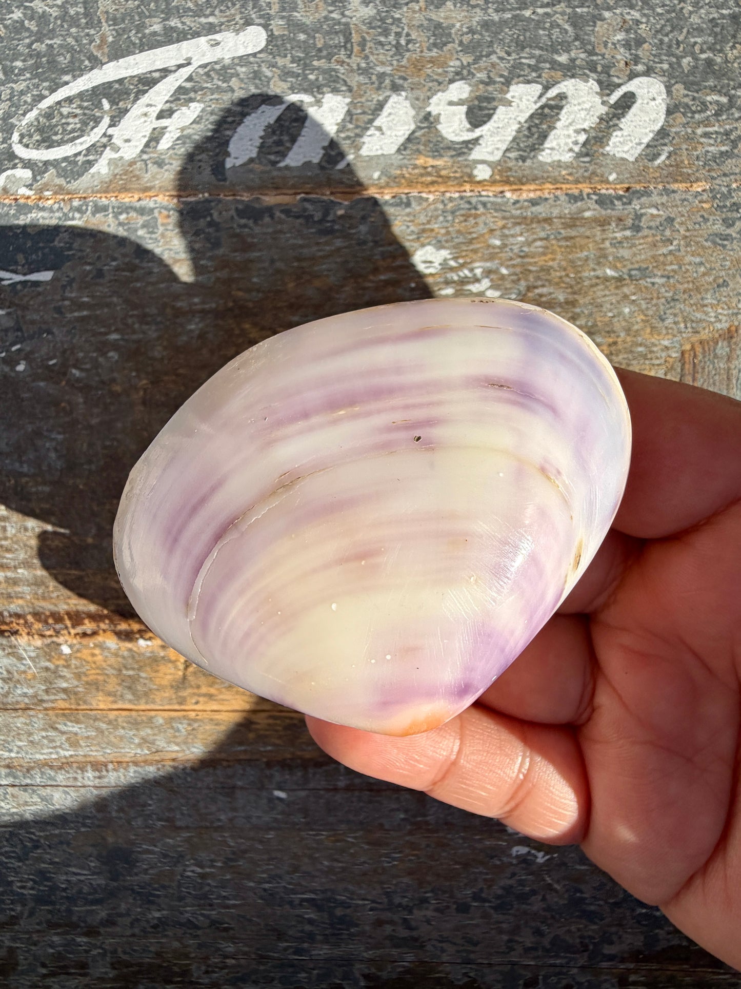 Gorgeous Lavender Shell | Opt T